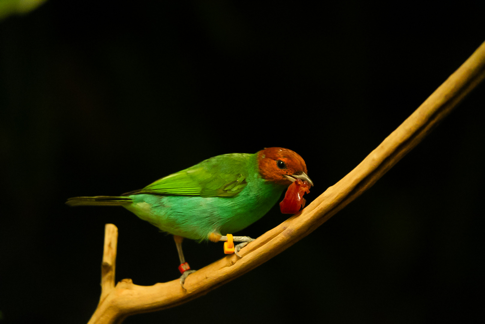 Bay-headed Tanager