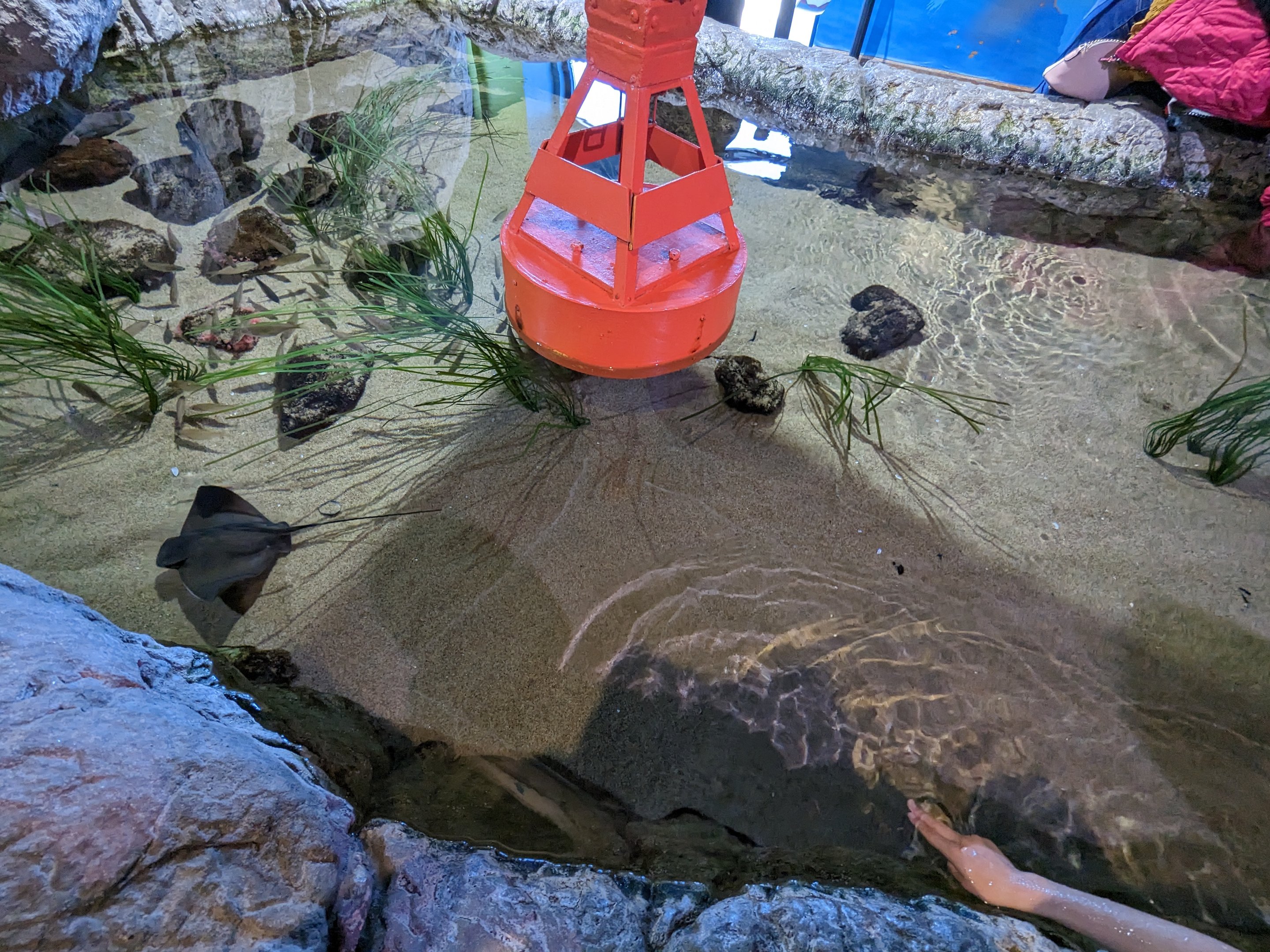 Bay Lab - bat ray touch tank