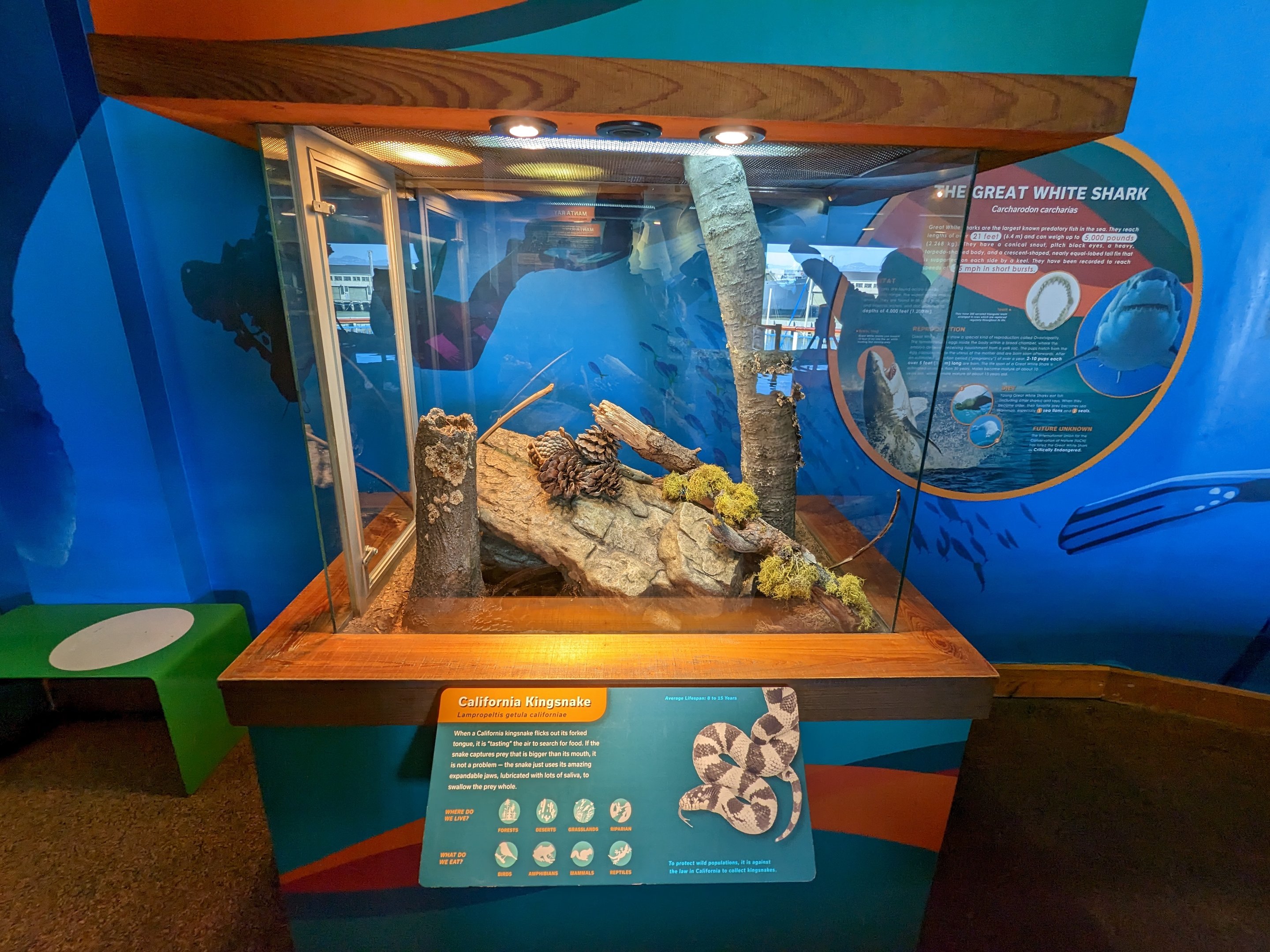 Bay Lab - Bay Lab - California kingsnake