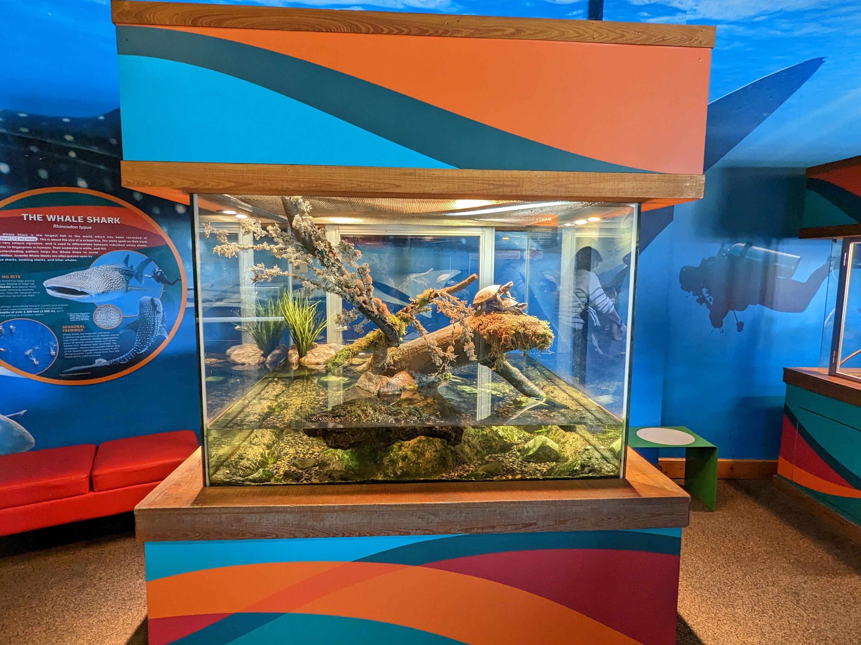 Bay Lab - Bay Lab - western pond turtles