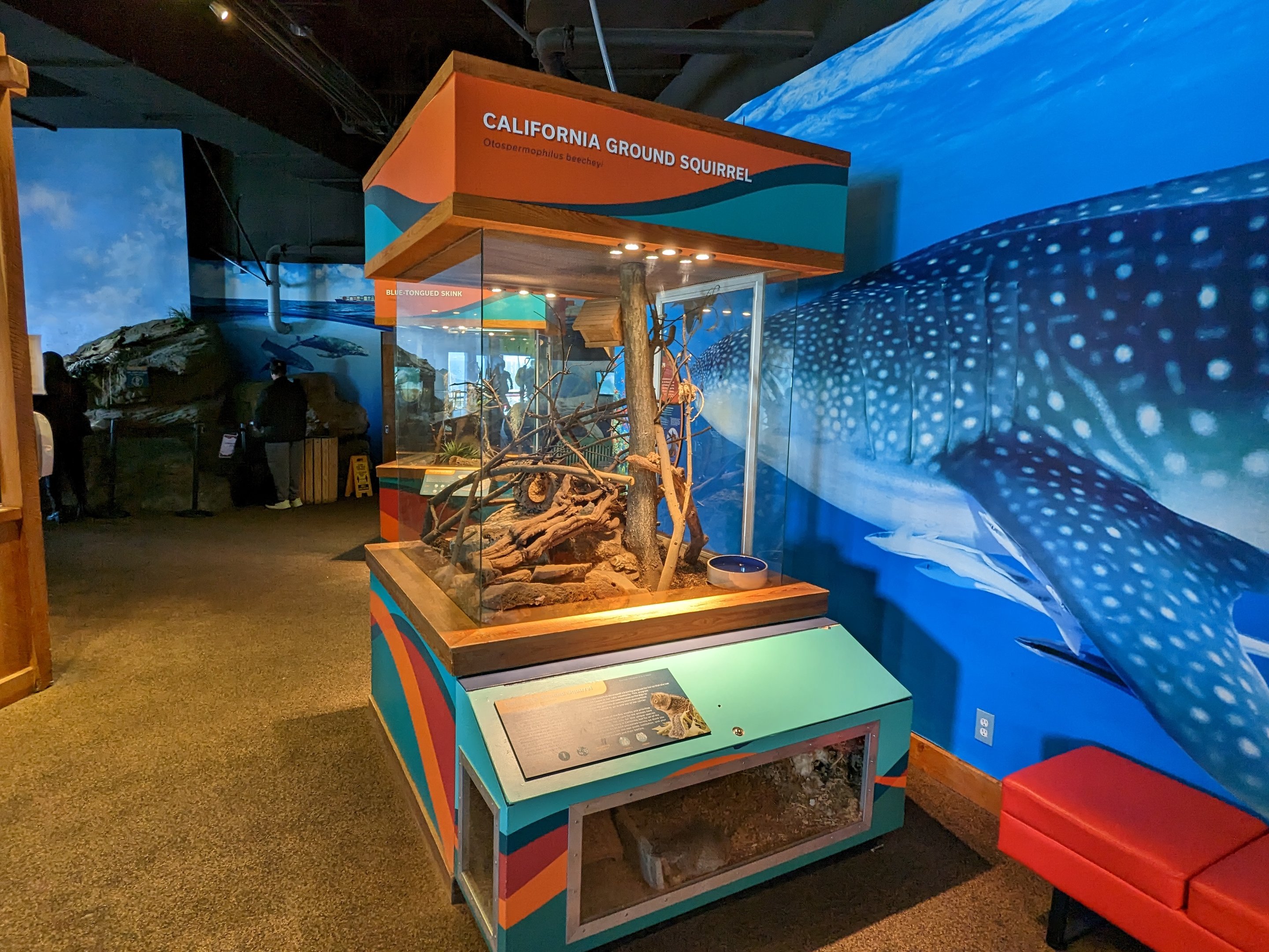 Bay Lab - California ground squirrel