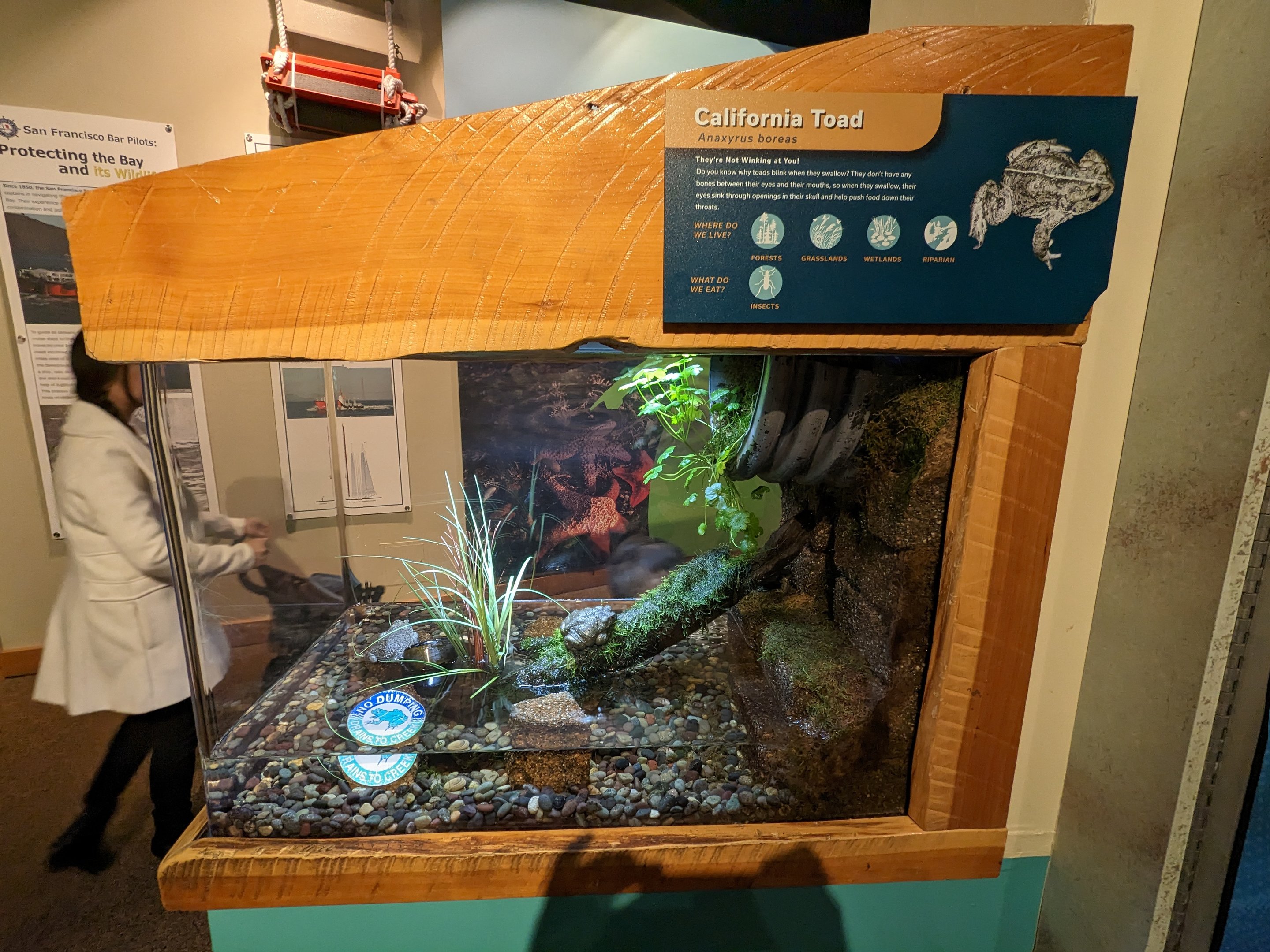 Bay Lab - California toad