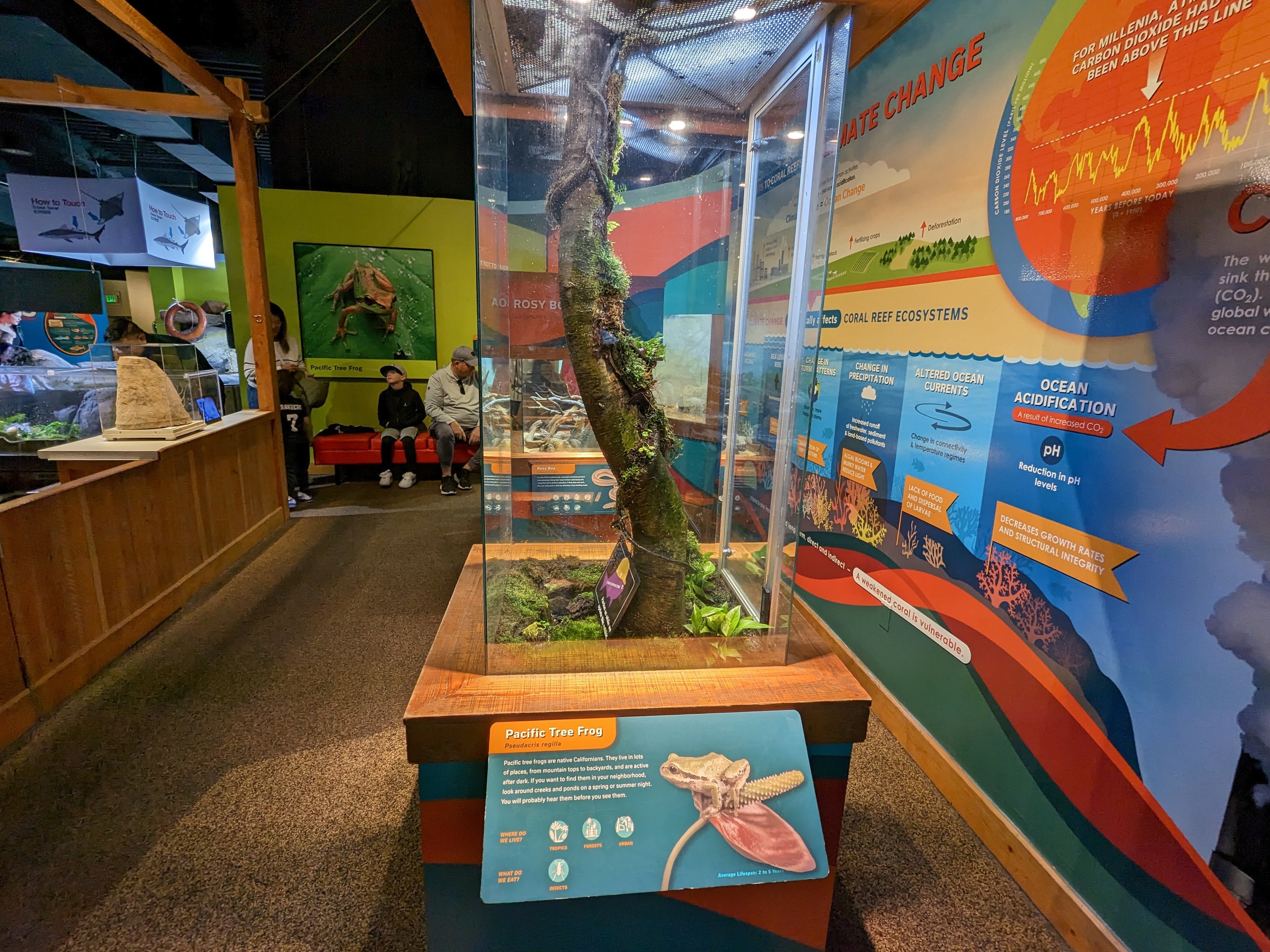 Bay Lab - Pacific tree frog