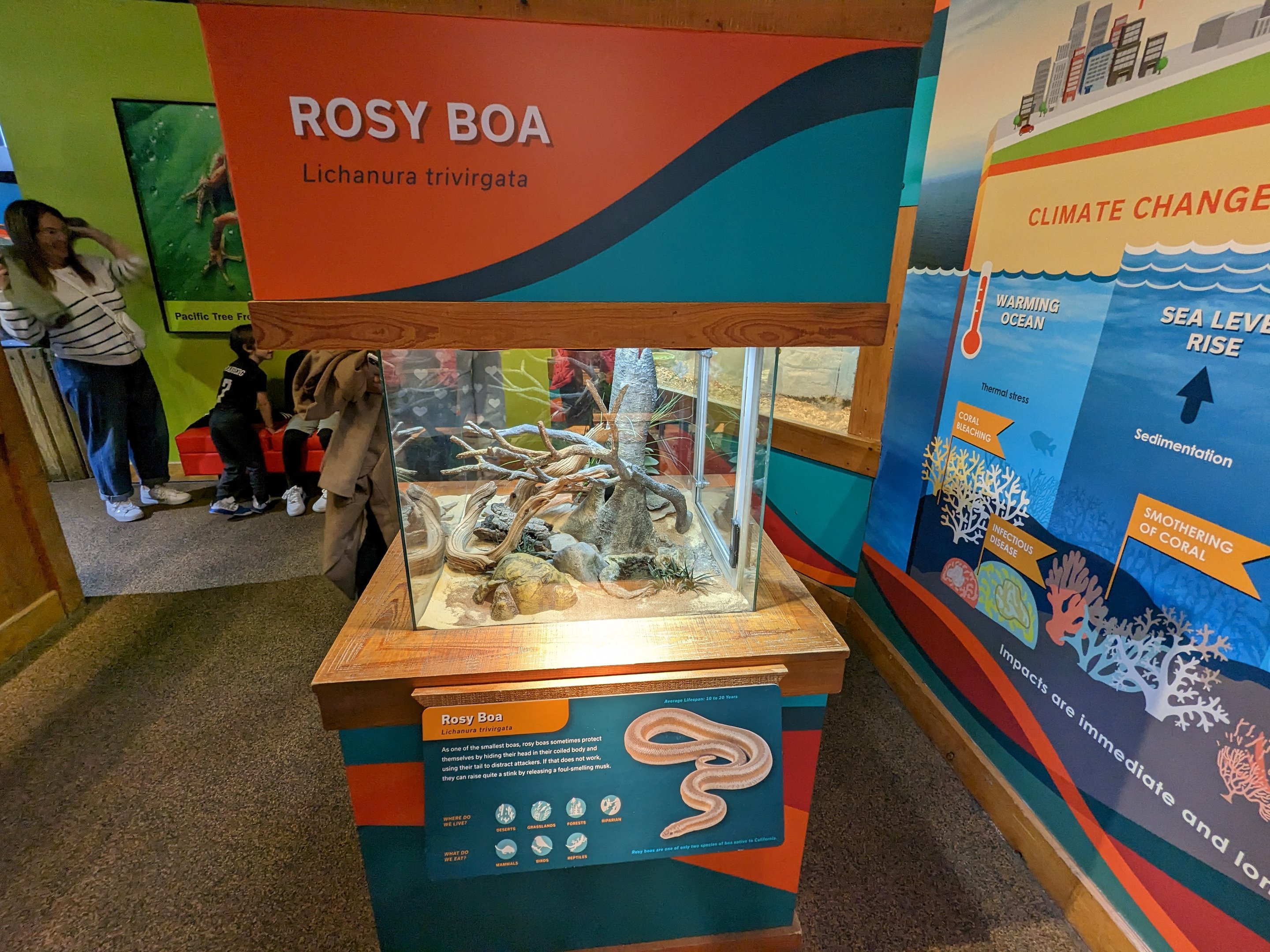 Bay Lab - Rosy boa