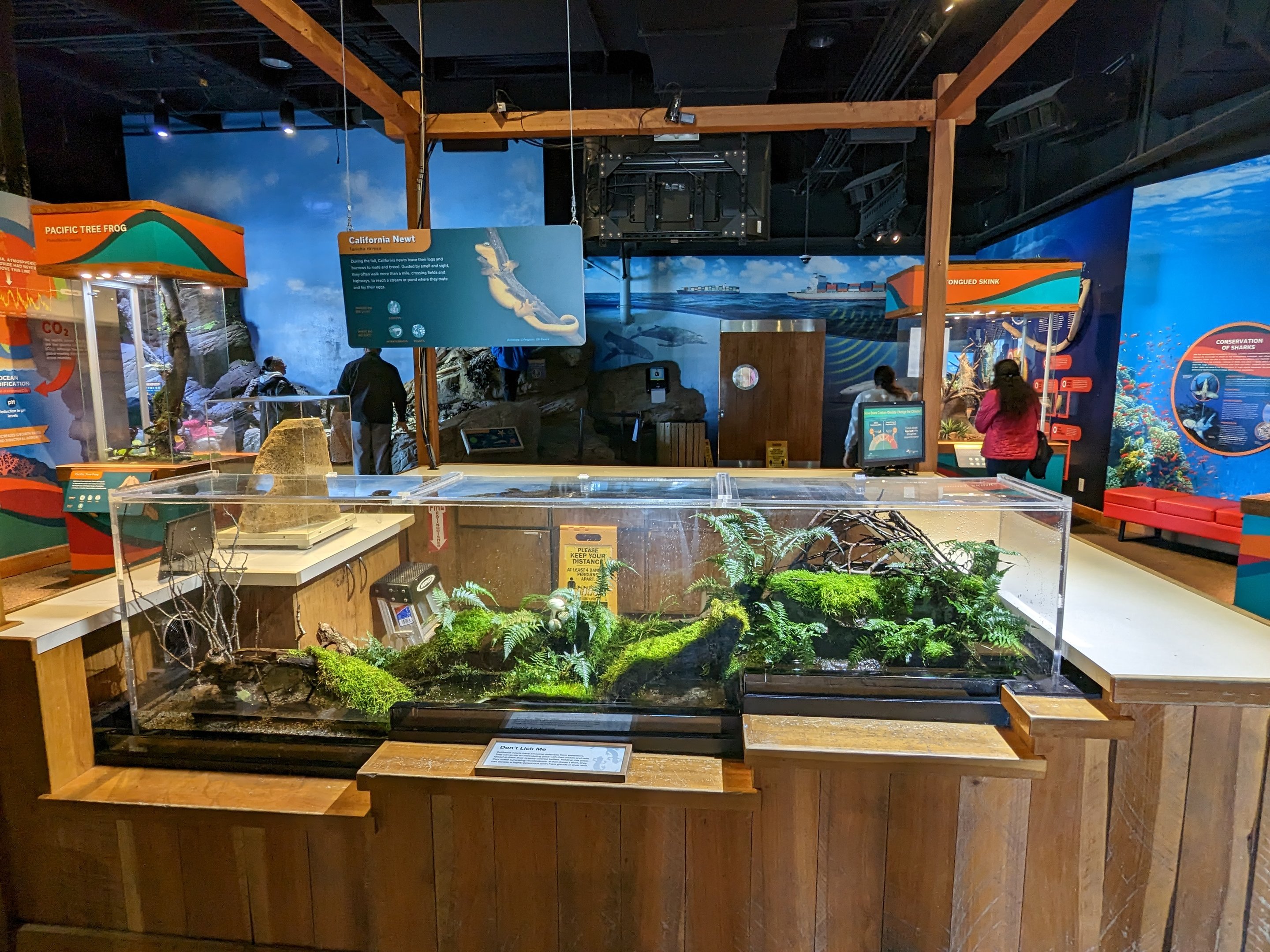 Bay Lab - - rough skinned newt