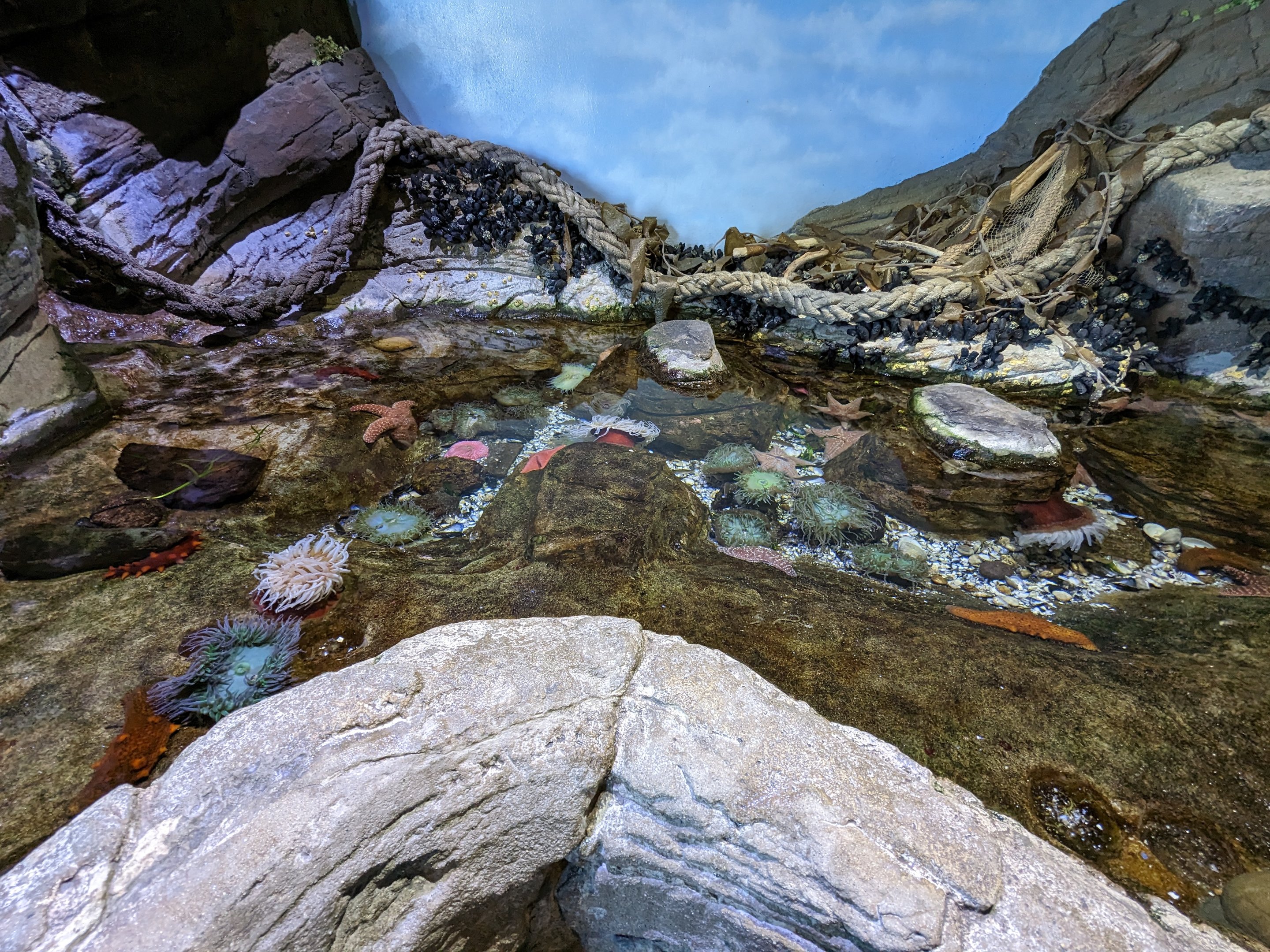 Bay Lab - touch tank