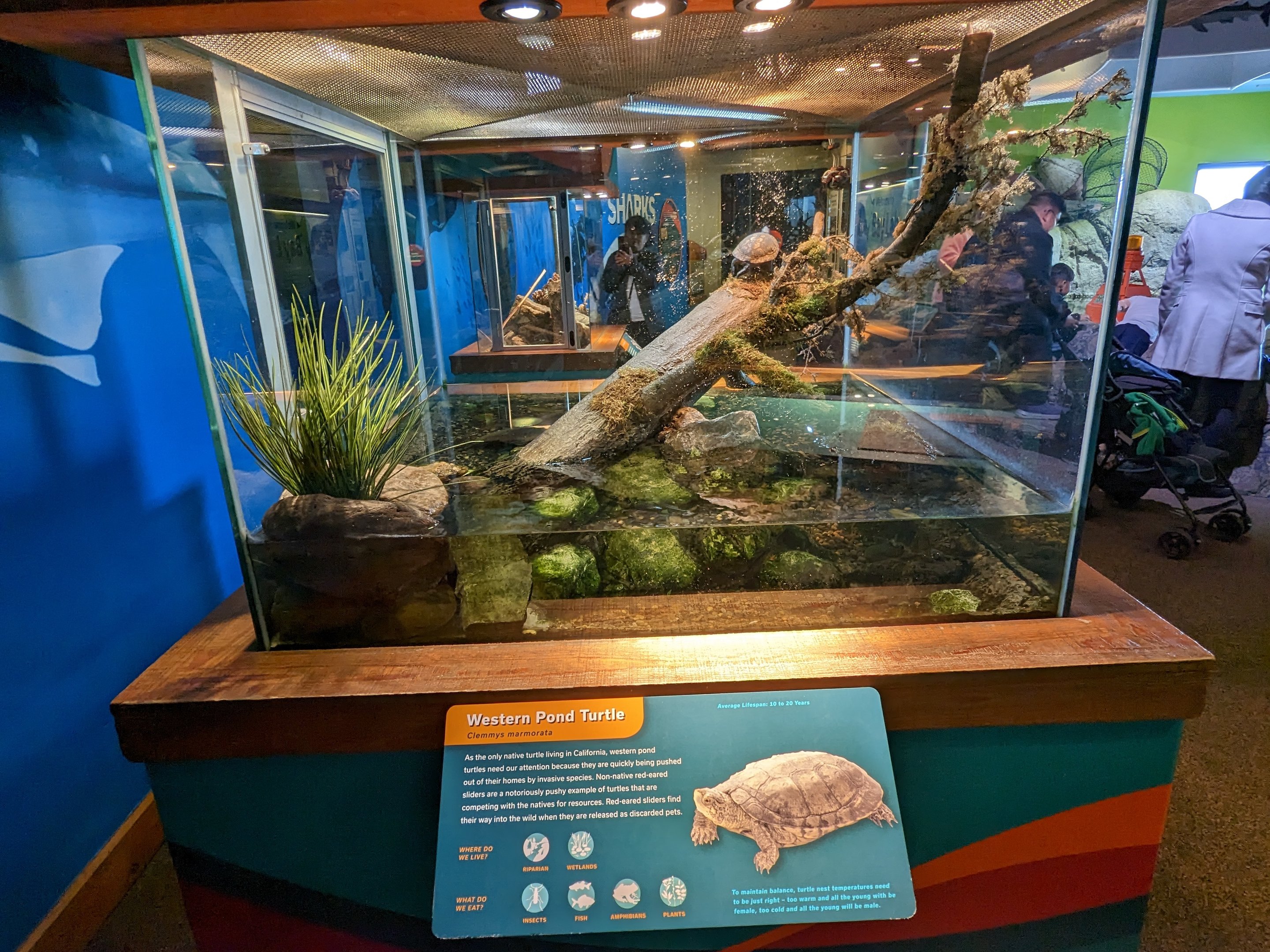 Bay Lab - western pond turtles