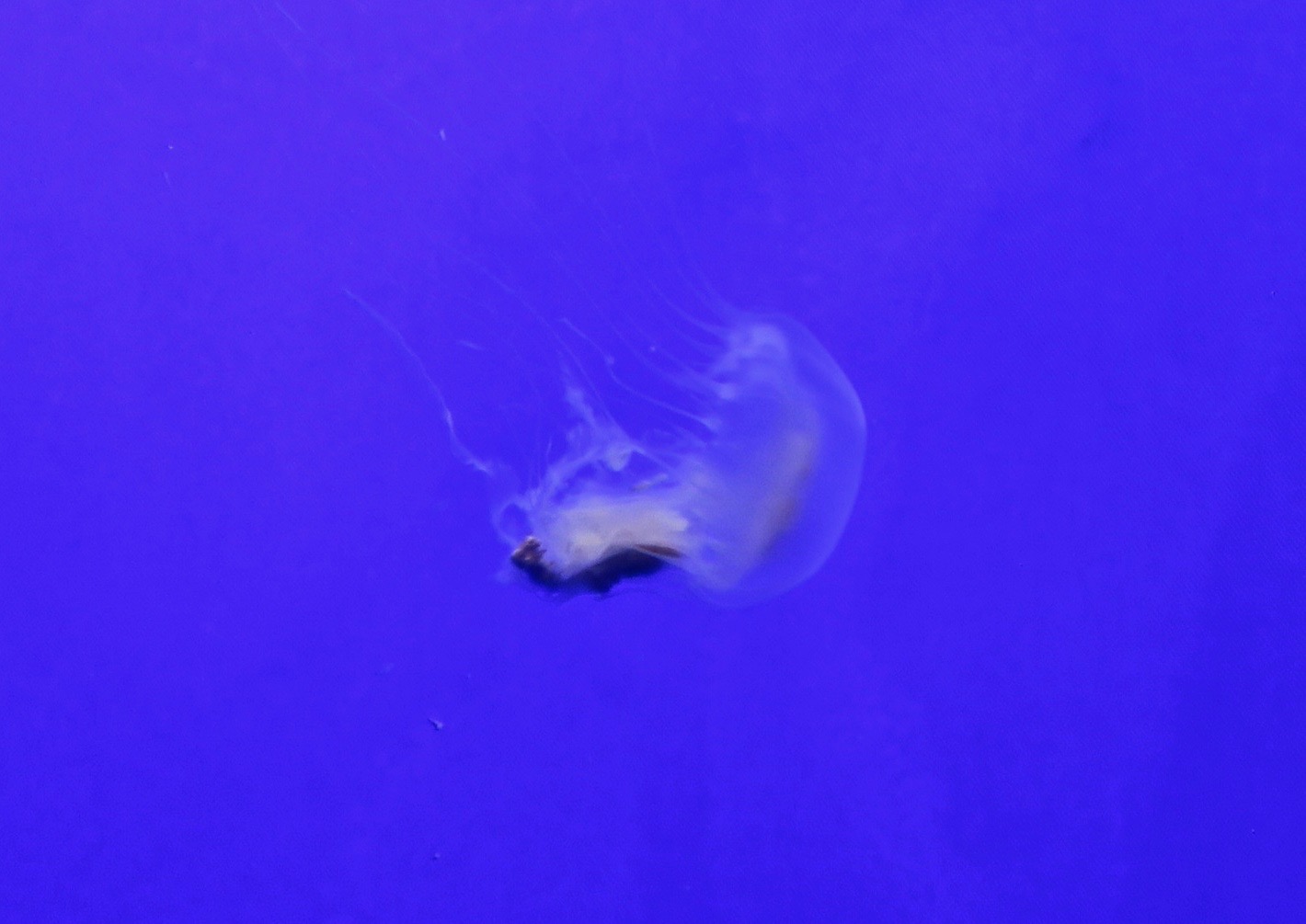 Bay Nettle (Chrysaora chesapeakei)