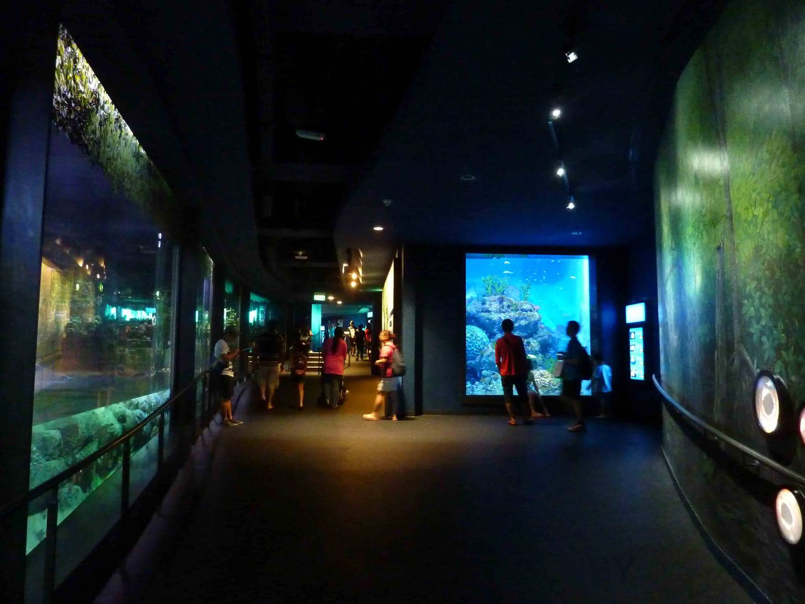 Bay of Bengal and Laccadive Sea, S.E.A. Aquarium, May 2013.