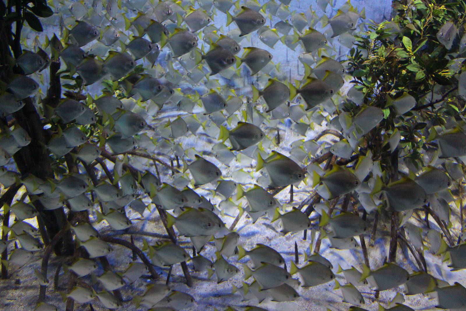 Bay of Bengal and Laccadive Sea - Sundarbans Mangrove