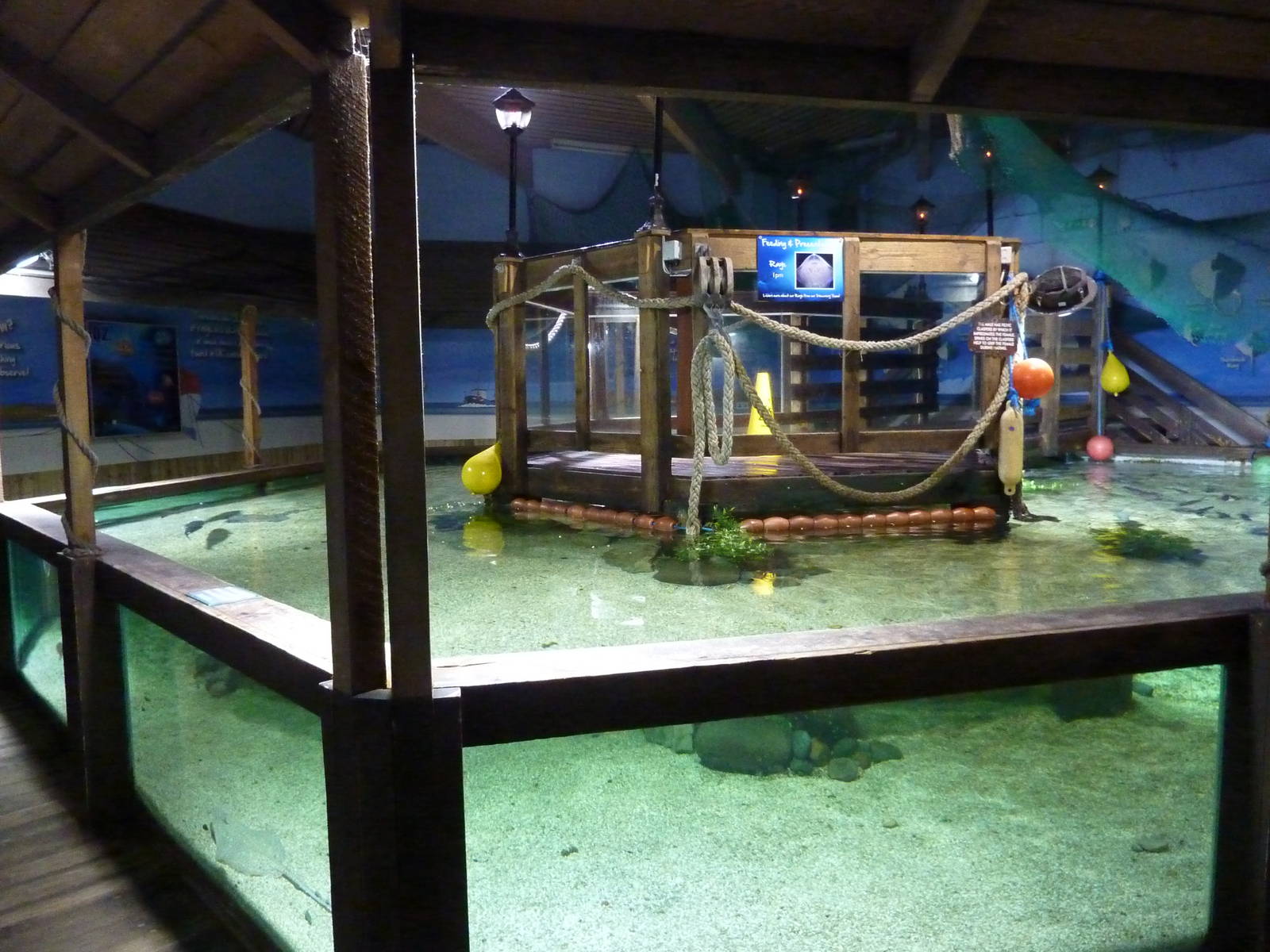 Bay of rays, 8th Feb 2012