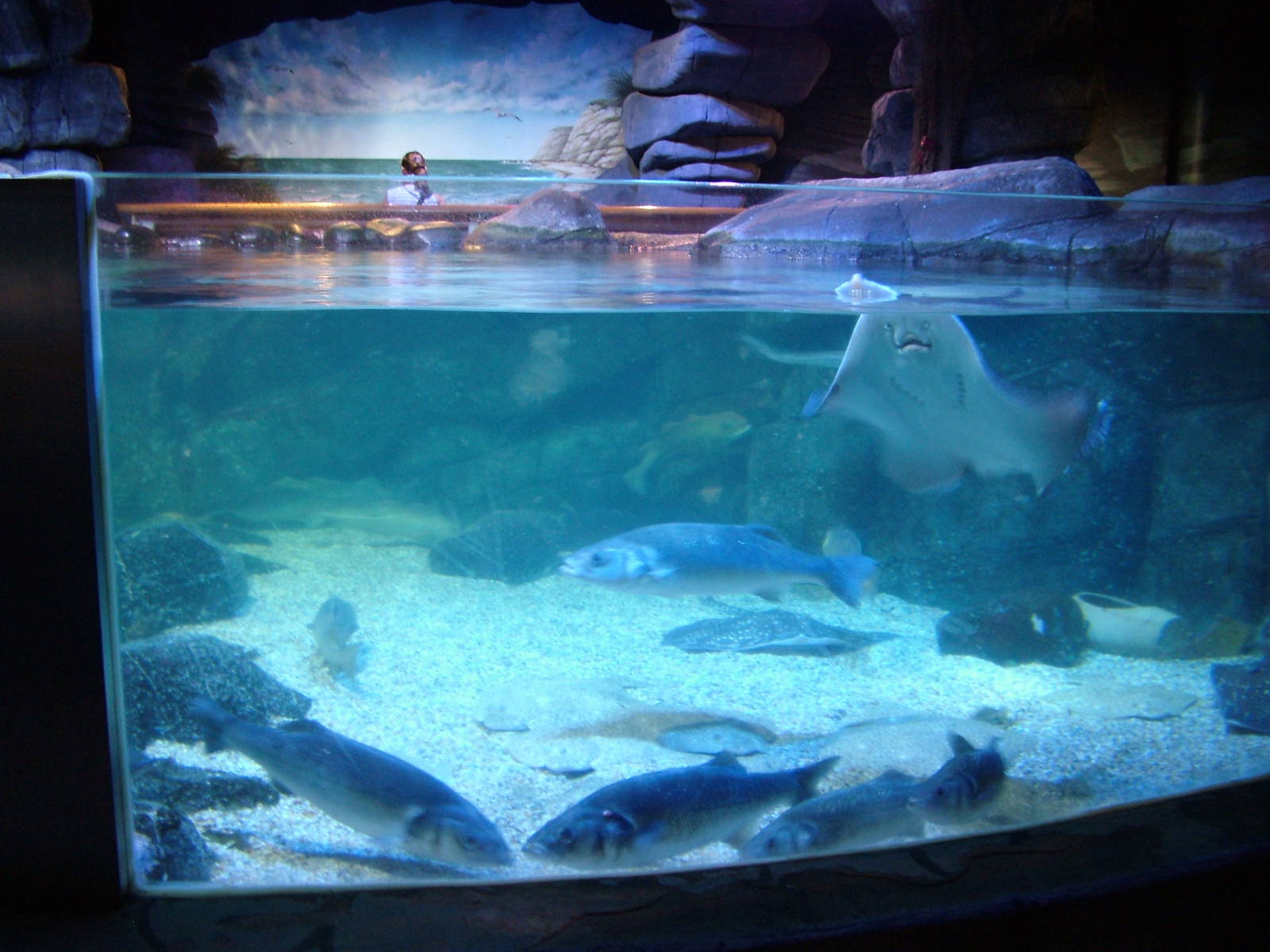 Bay of Rays at SeaLife Berlin, 05/09/11