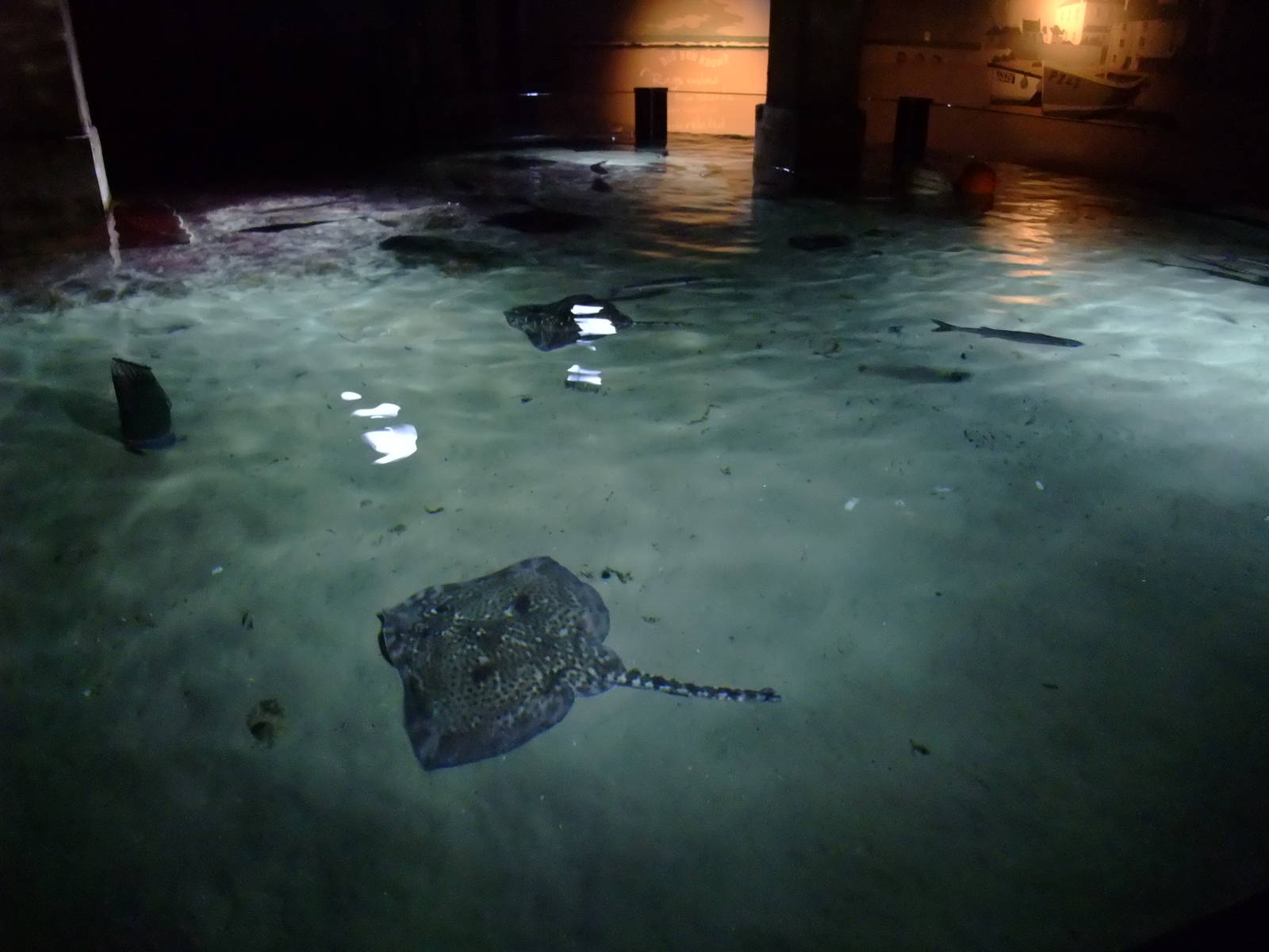 Bay of Rays at SLC London, 17/11/11