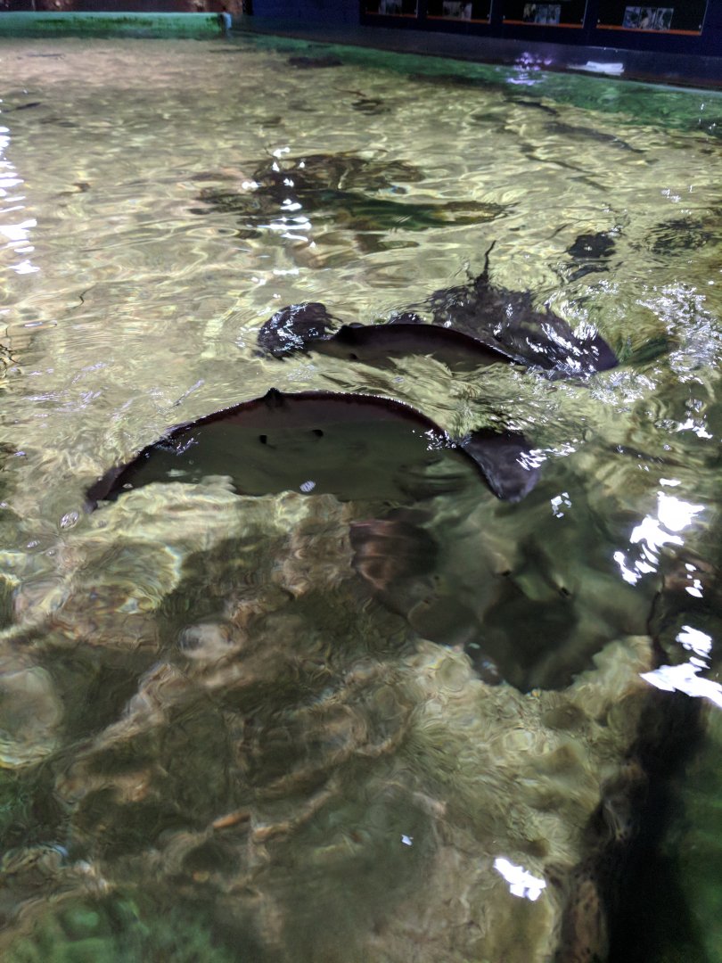 Bay of Rays Exhibit