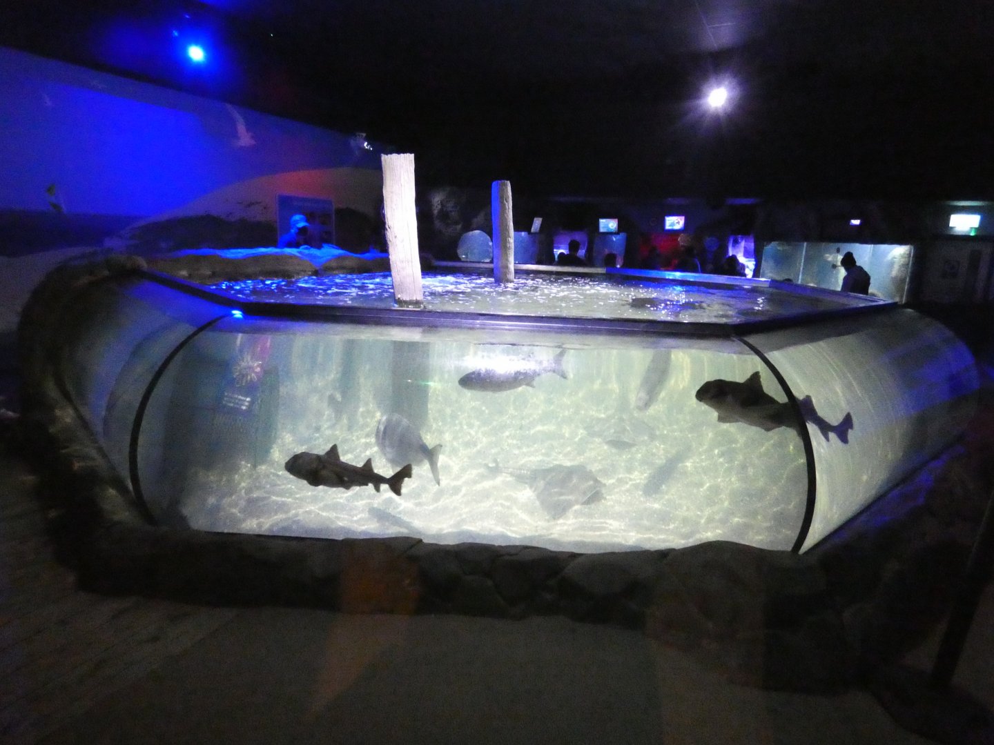 Bay of Rays exhibit