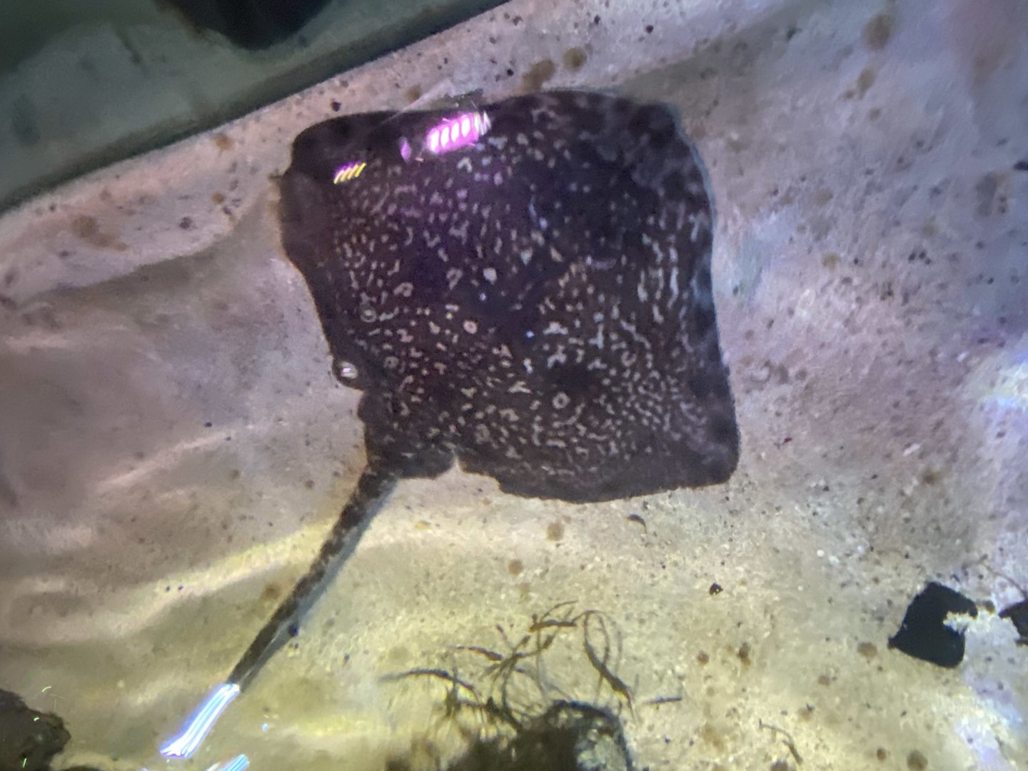 Bay of Rays - Thornback ray 070123