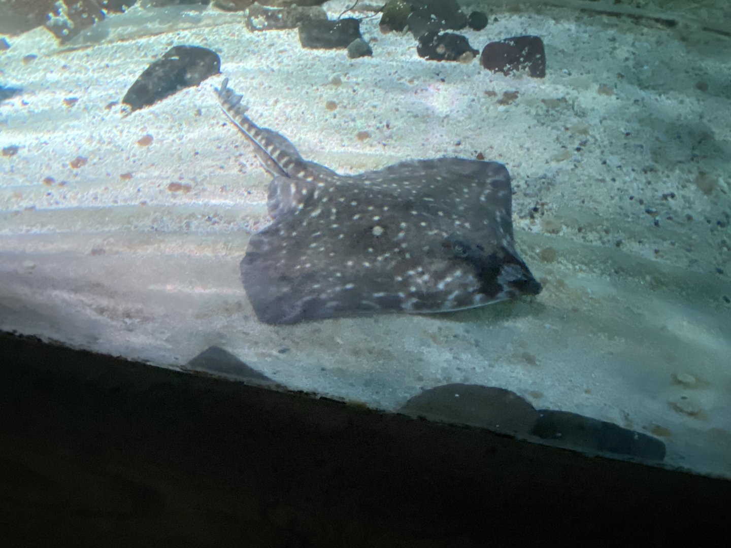 Bay of Rays - Thornback ray  070123
