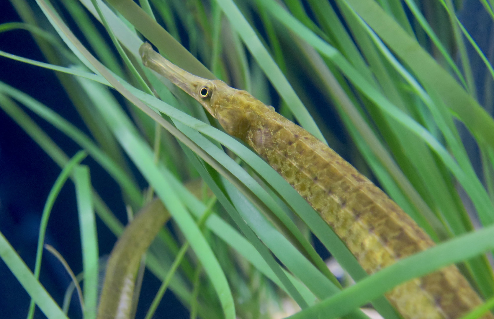 Bay Pipefish (Syngnathus californiensis)