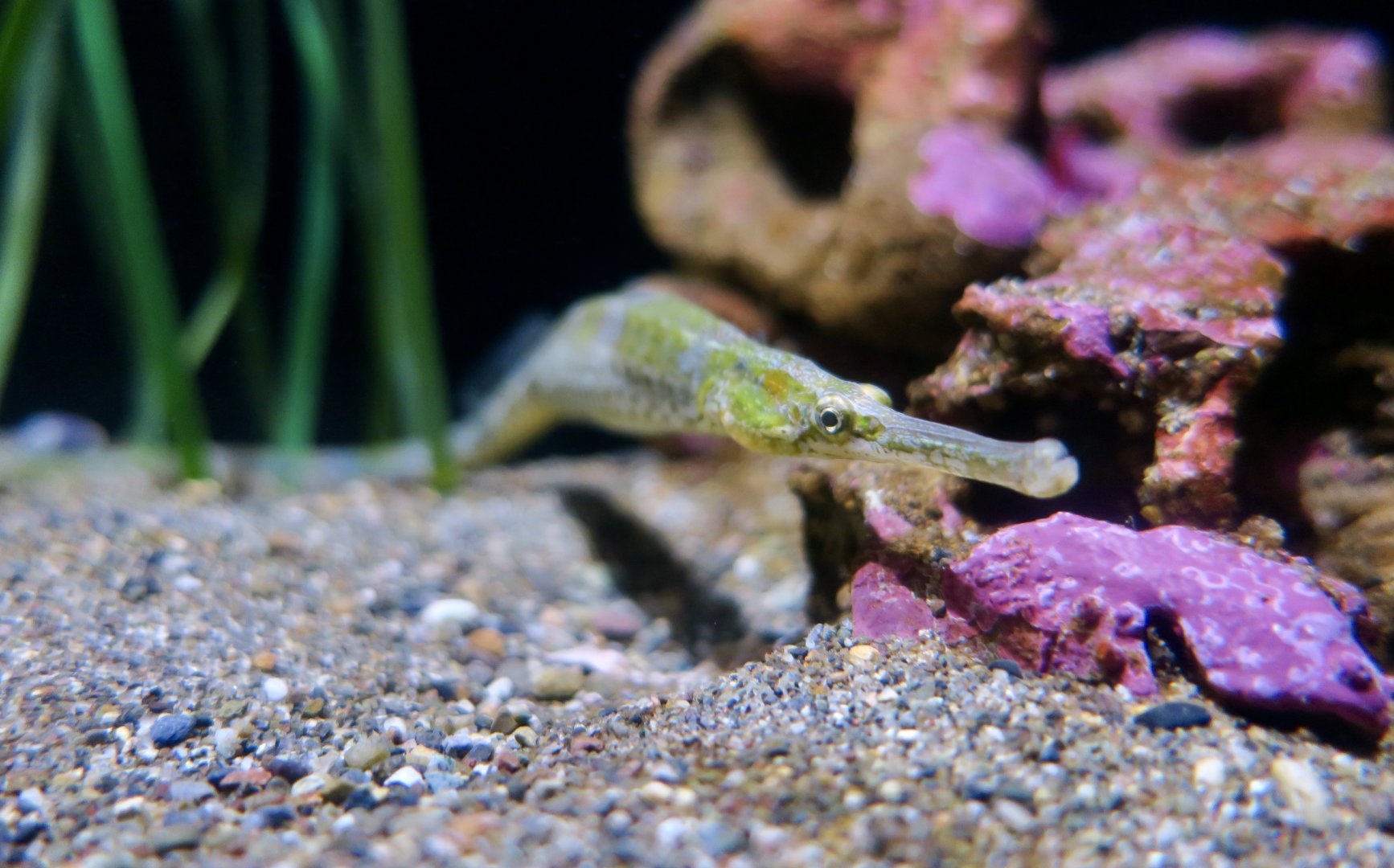 Bay Pipefish (Syngnathus californiensis)