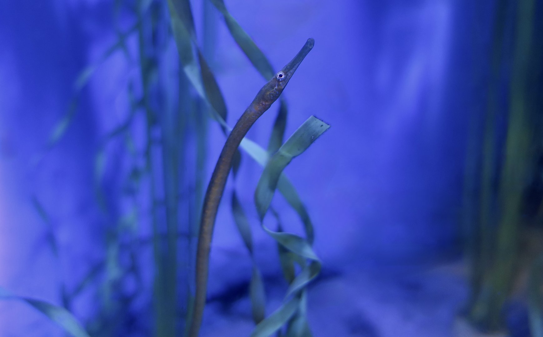 Bay Pipefish (Syngnathus californiensis)