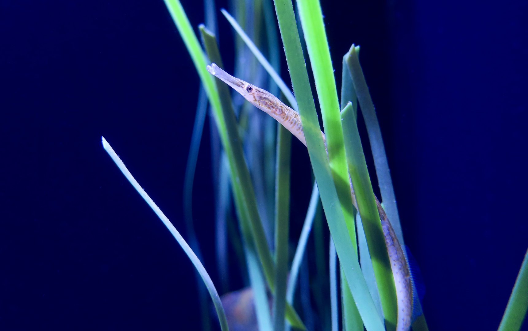 Bay Pipefish (Syngnathus californiensis)