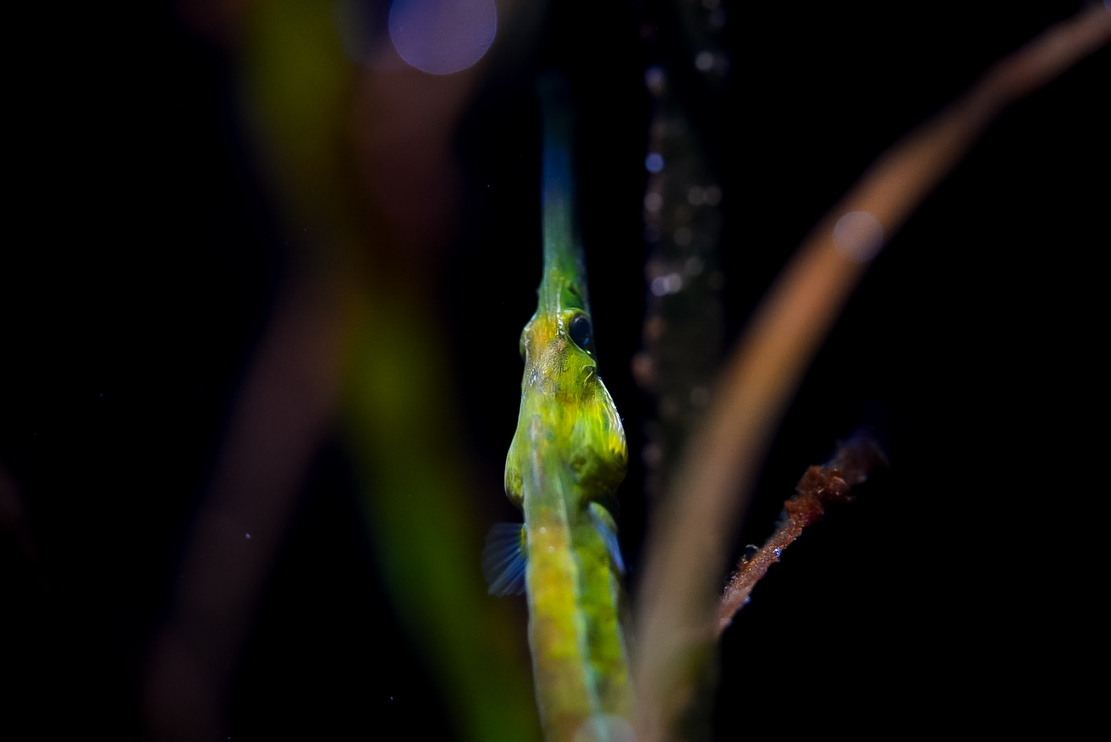 Bay Pipefish (Syngnathus leptorhynchus)