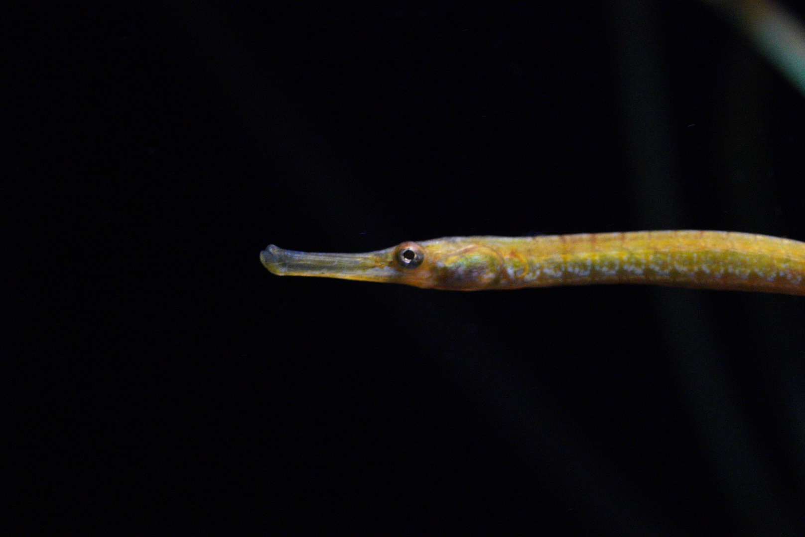 Bay Pipefish
