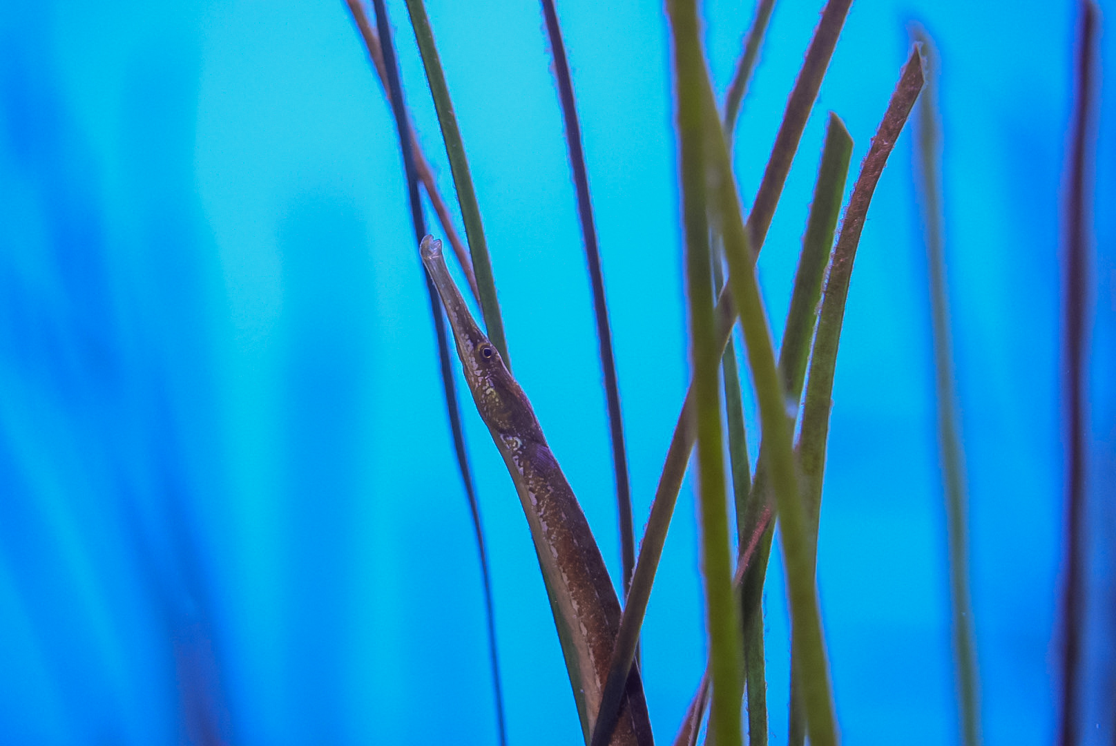 Bay Pipefish