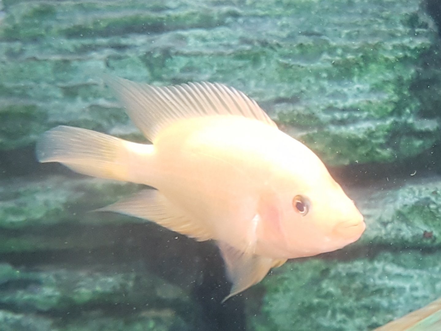 Bay snook-cichlid - Petenia splendida