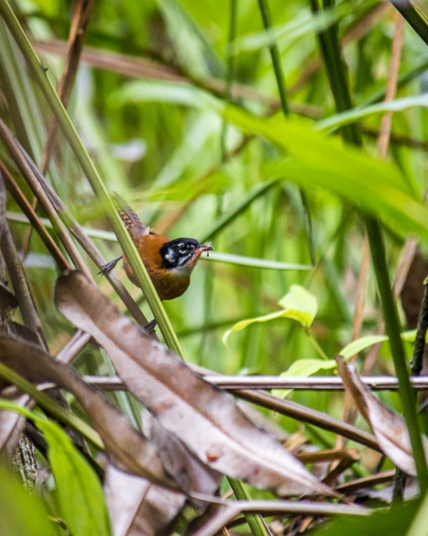 Bay wren, Cantorchilus nigricapillus