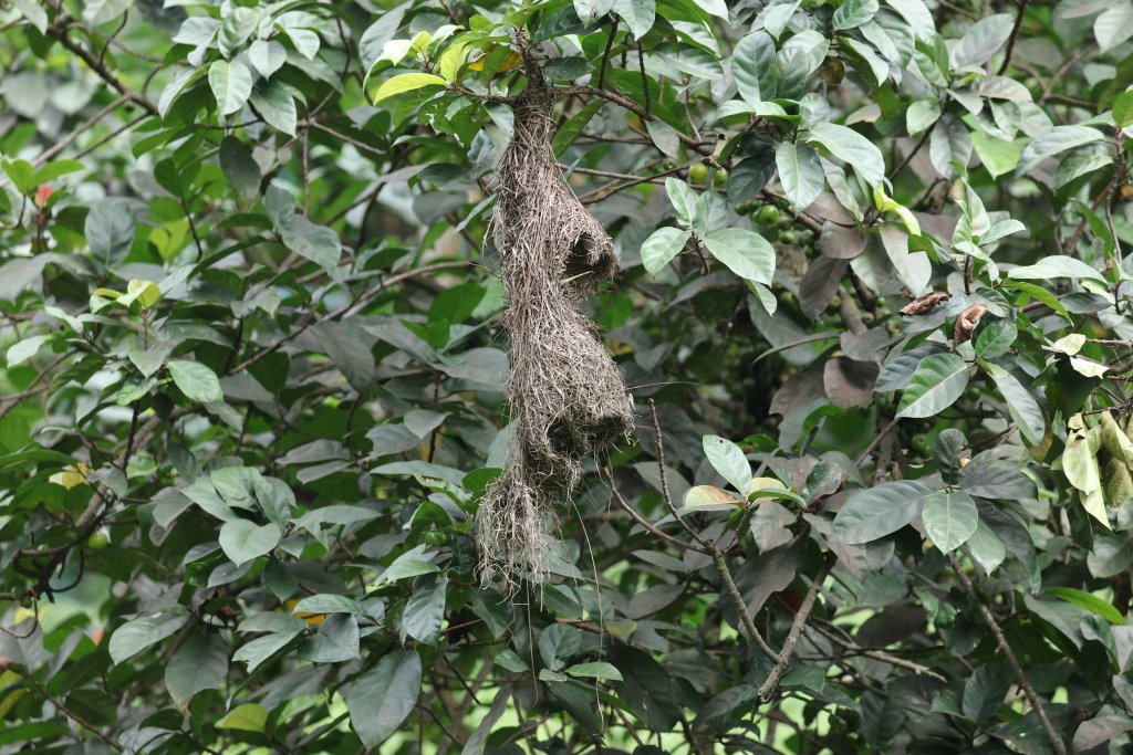 Baya Weaver Nests