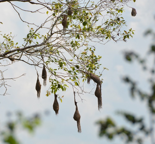 Baya weaver nests