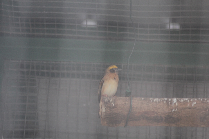 Baya weaver (Ploceus philippinus infortunatus)