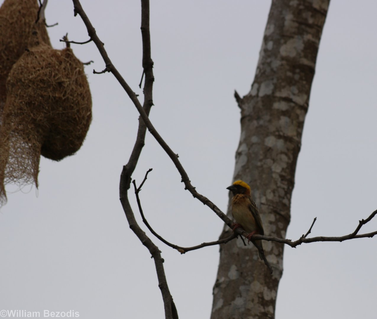 Baya Weaver with Nests - Rice Fields Near Petchaburi