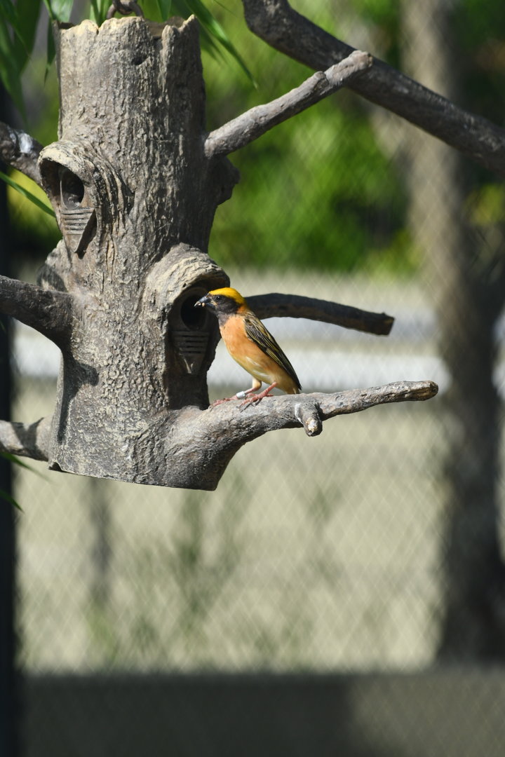 Baya Weaver