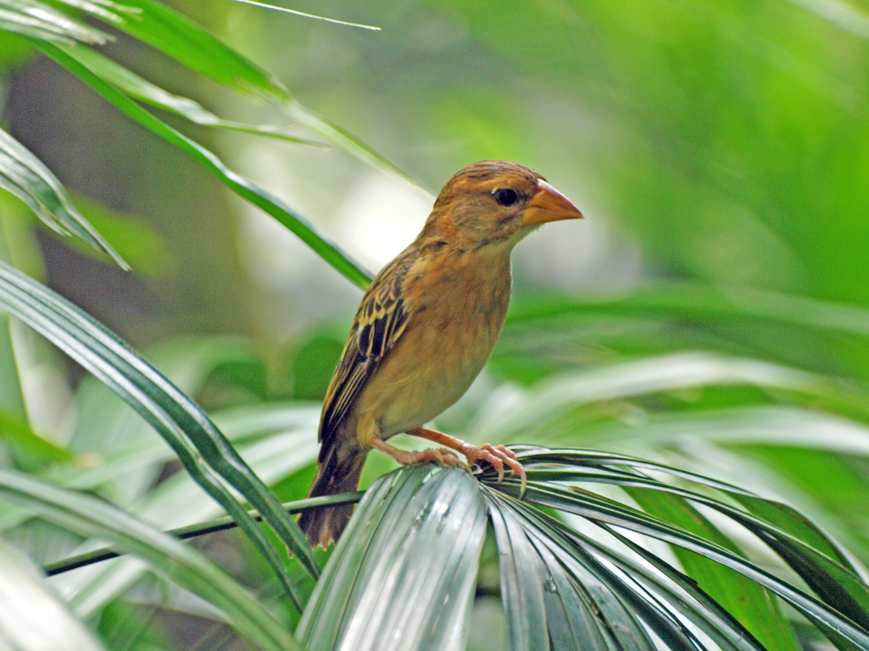 Baya weaver