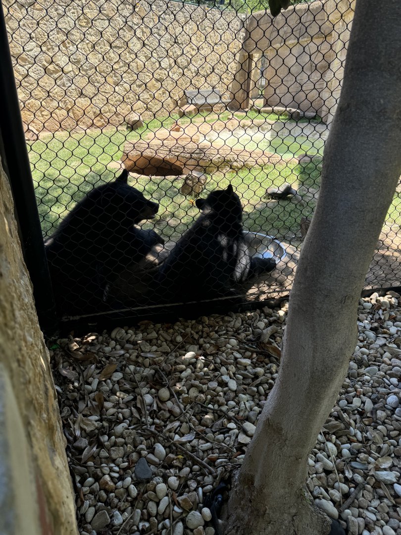 Baylor University Bear Habitat - American Black Bears (7/4/24)