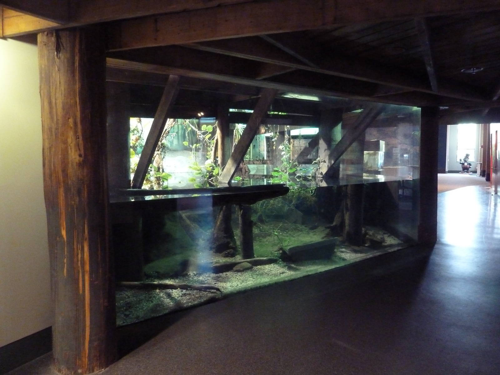 Bayou - American Alligator + Alligator Snapping Turtle Exhibits