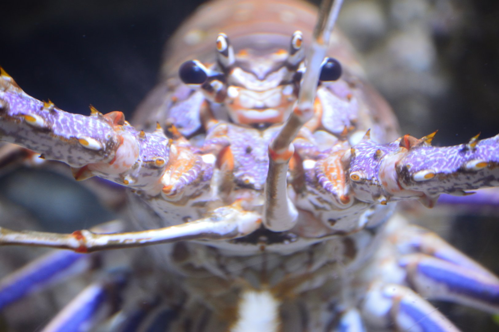Bays and Beachs - Caribbean Spiny Lobster