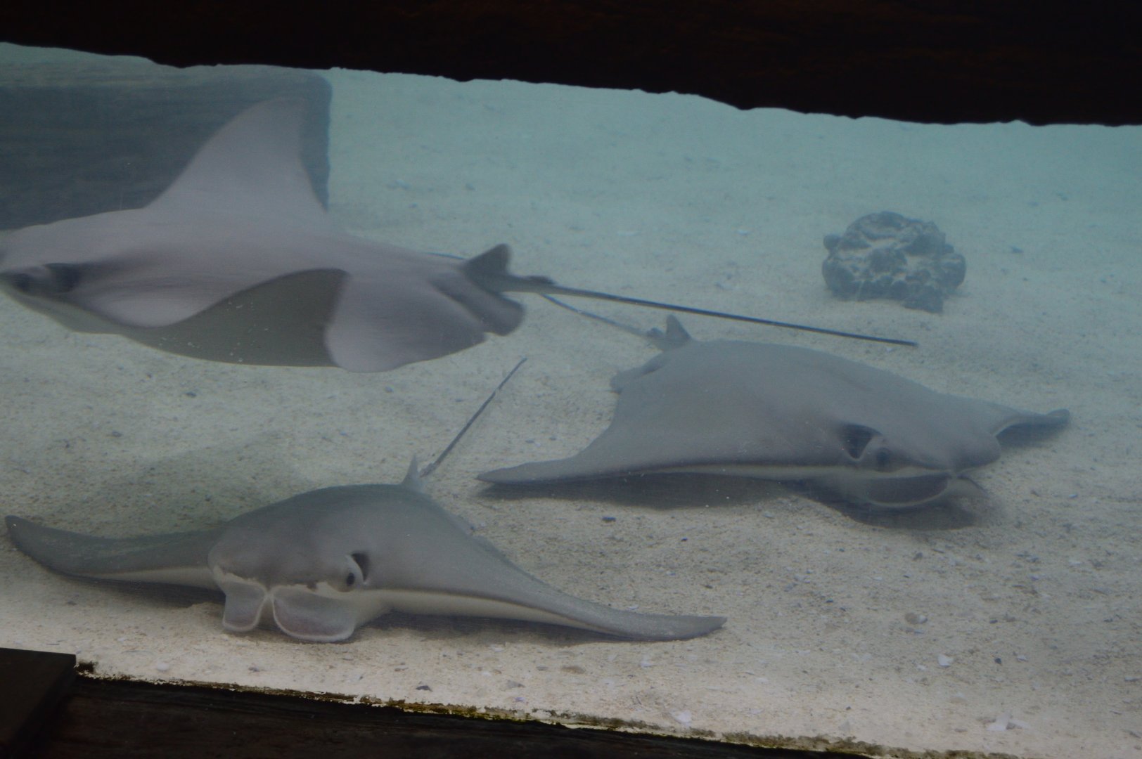 Bays and Beachs - Cownose Ray