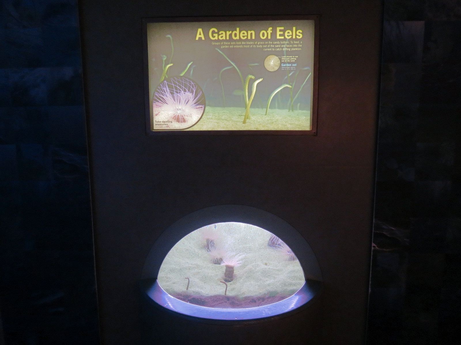 Bays & Beaches - A Garden Of Eels Exhibit