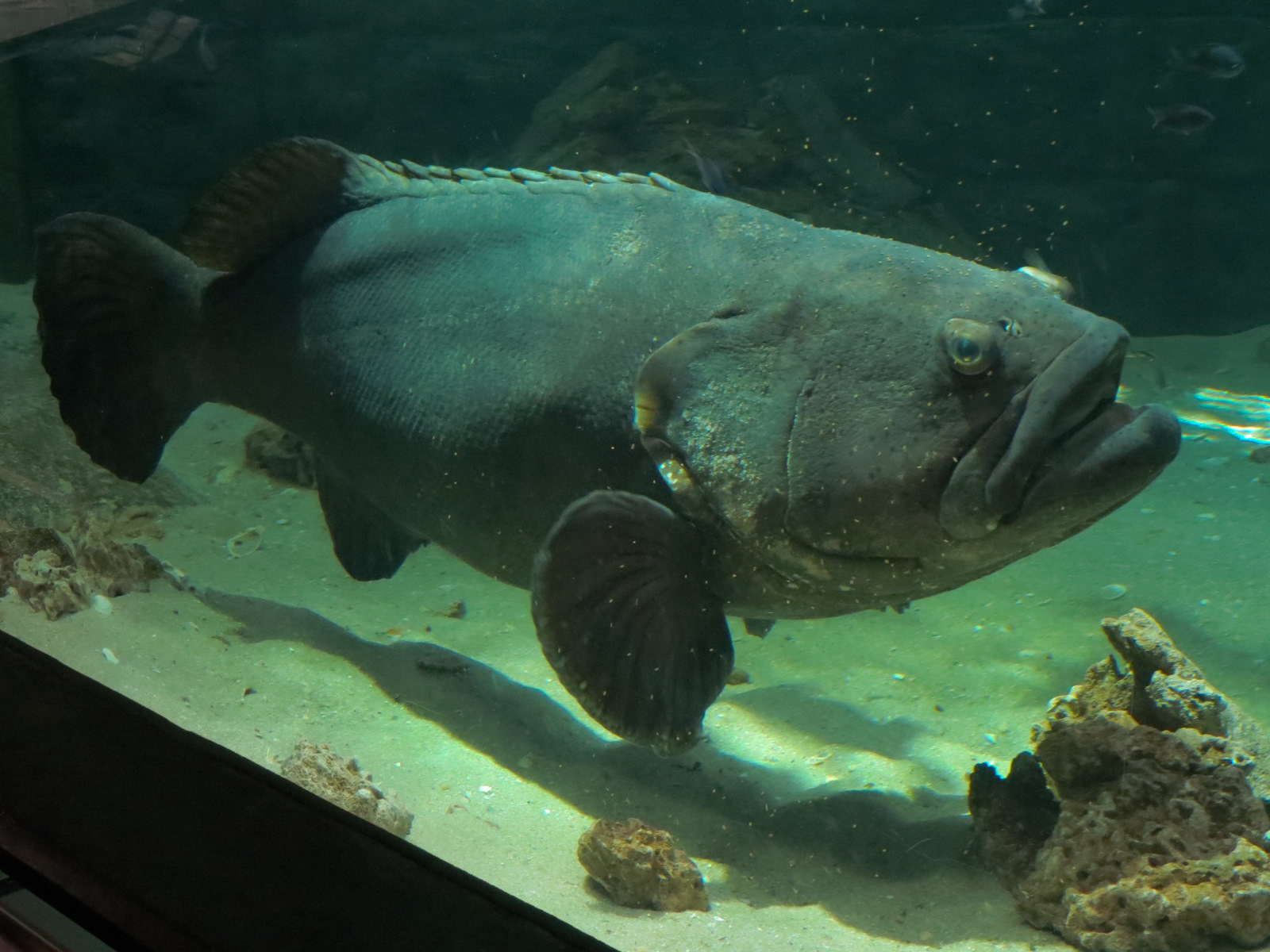 Bays & Beaches - Bridge Pilings Exhibit - Goliath Grouper