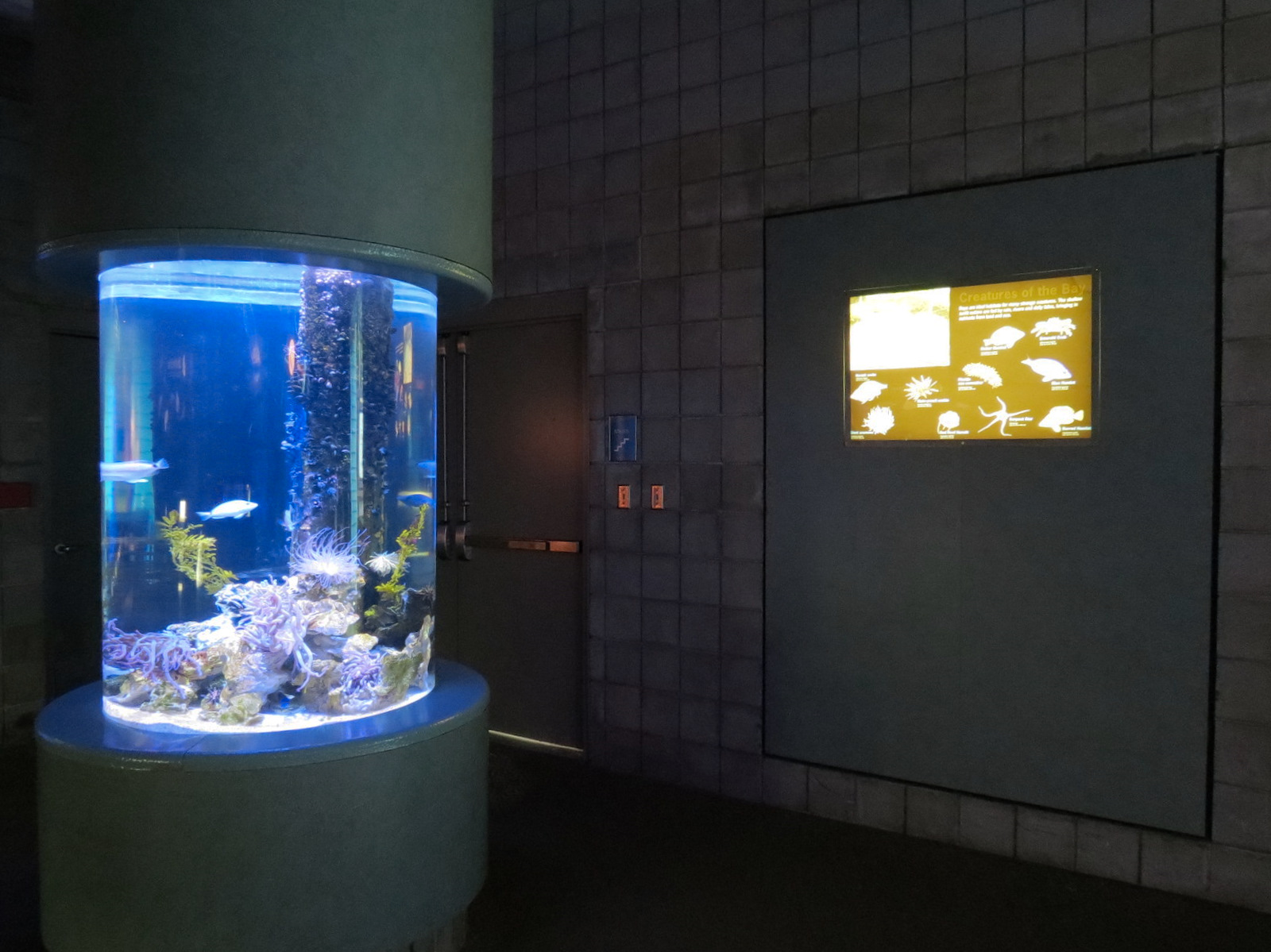 Bays & Beaches - Creatures Of The Bay Exhibit