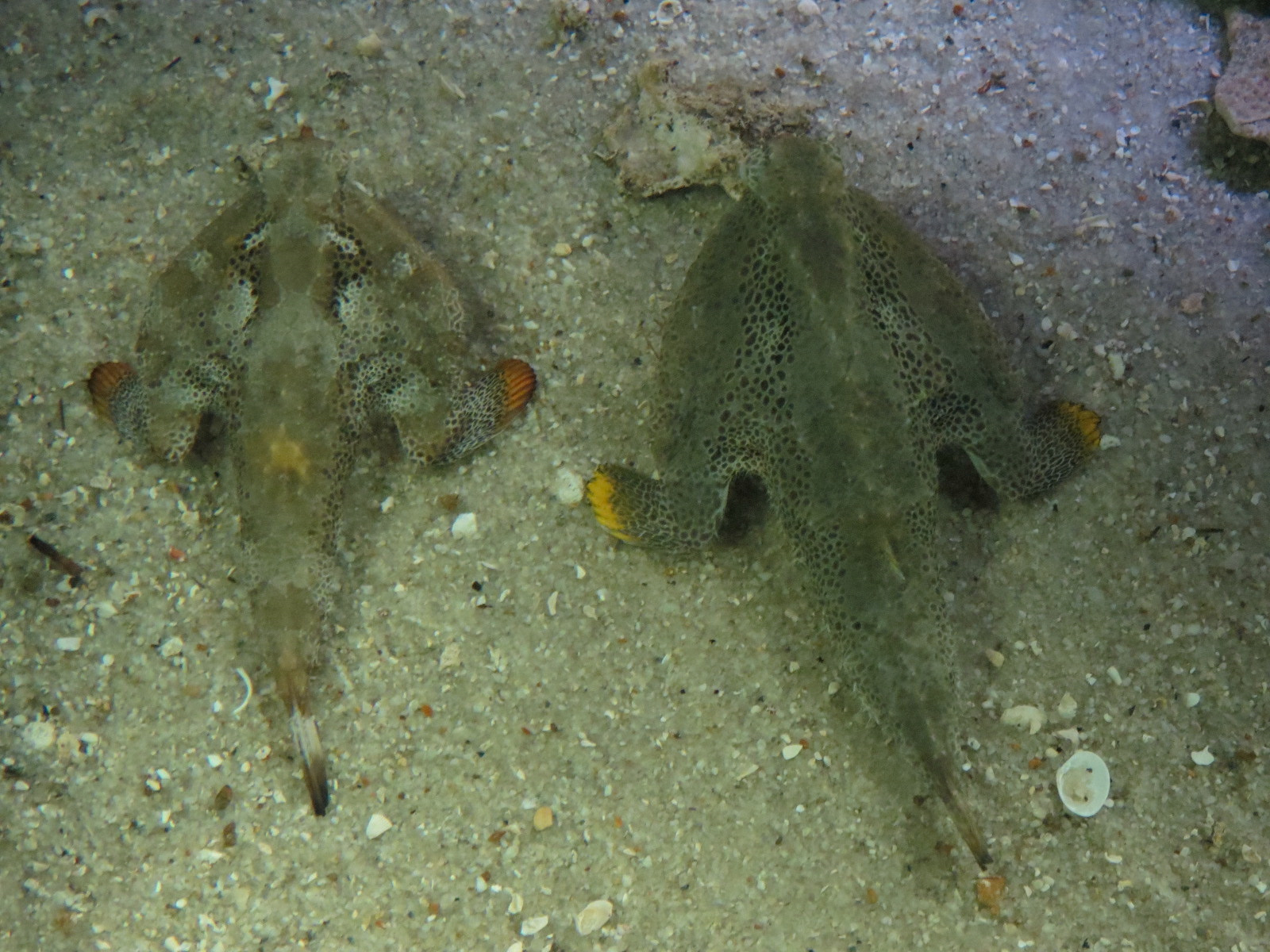Bays & Beaches - Life At The Bottom Exhibit - Batfish