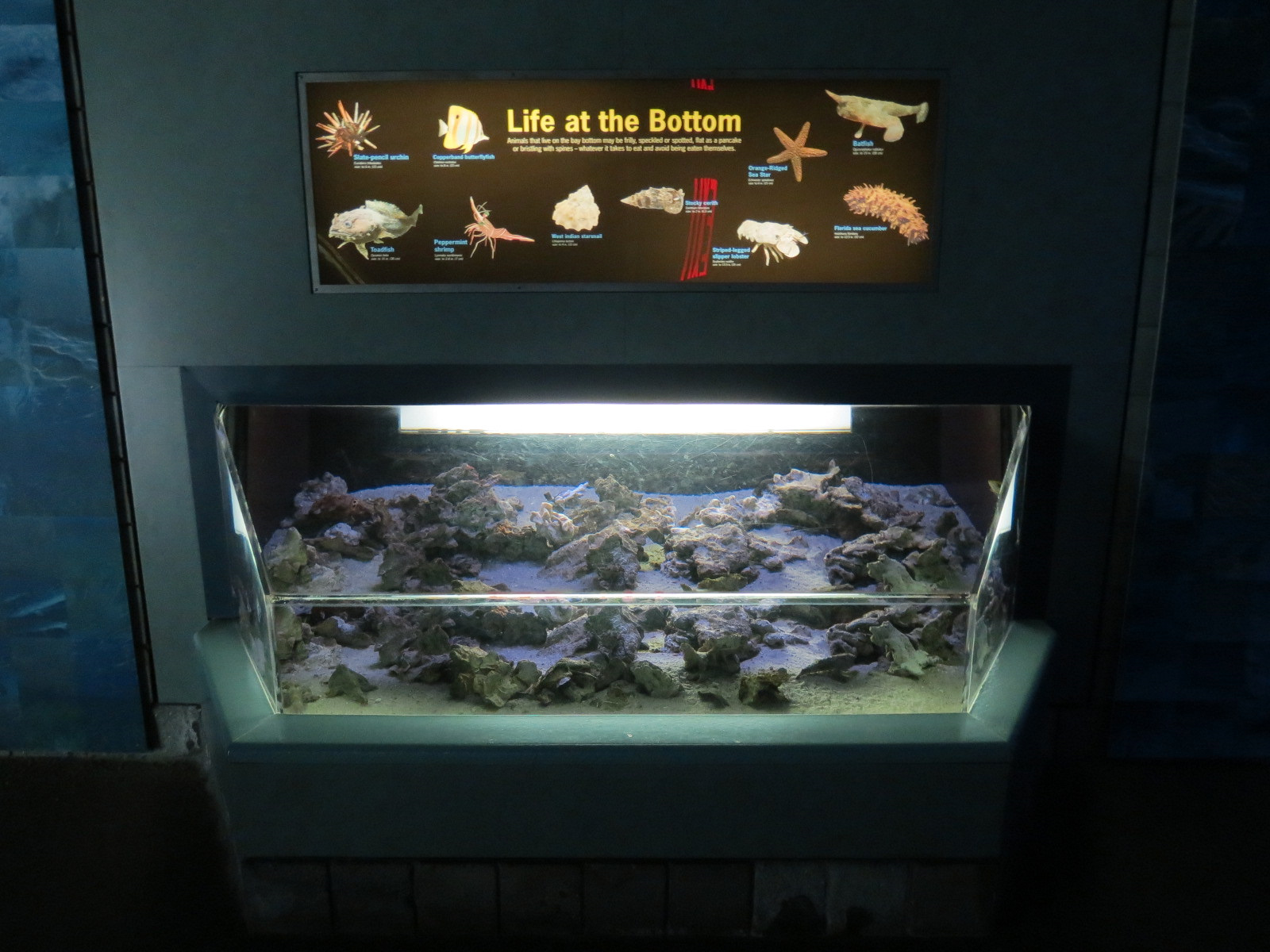 Bays & Beaches - Life At The Bottom Exhibit