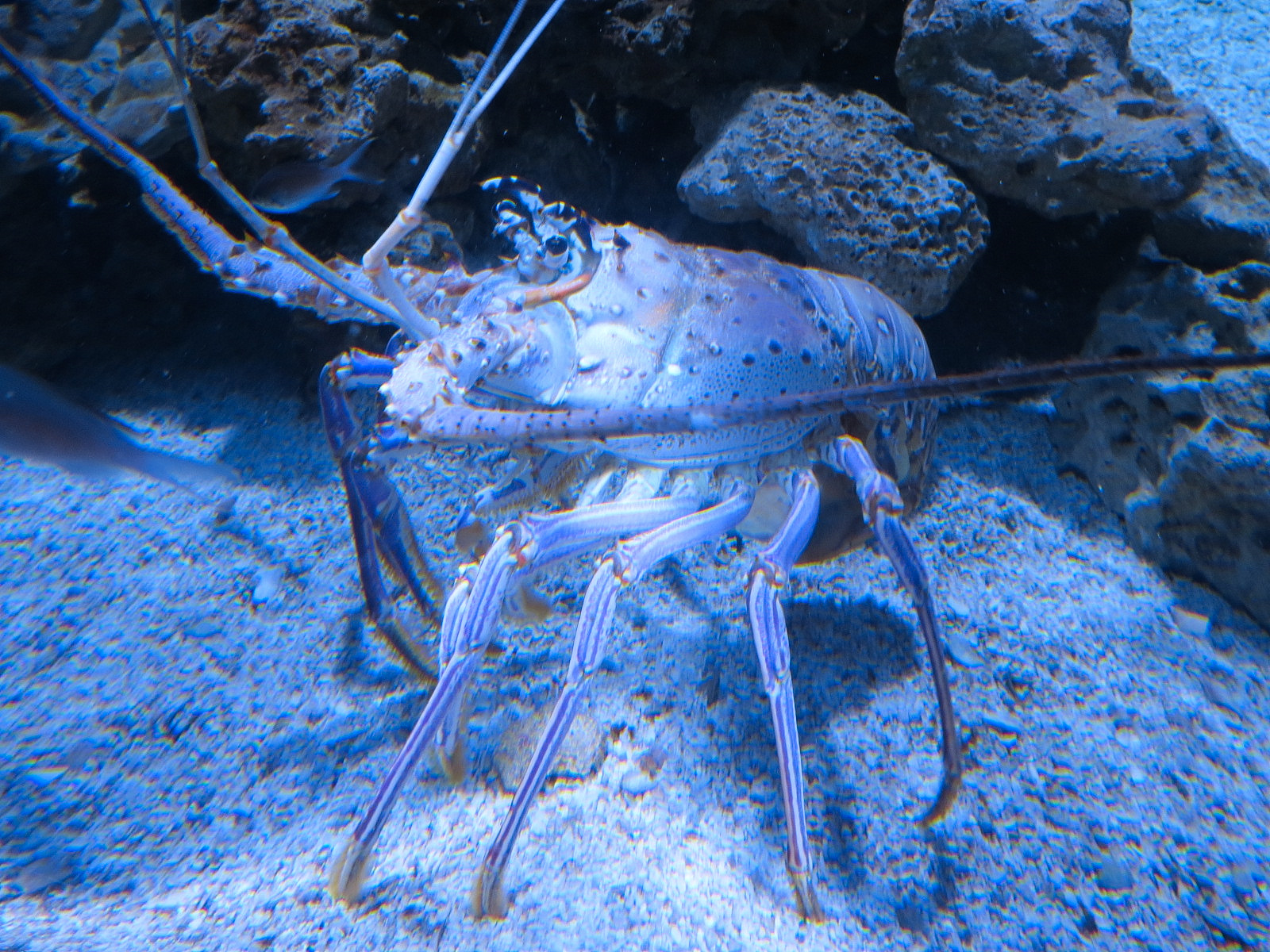 Bays & Beaches - Lobsters Exhibit - Caribbean Spiny Lobster Exhibit