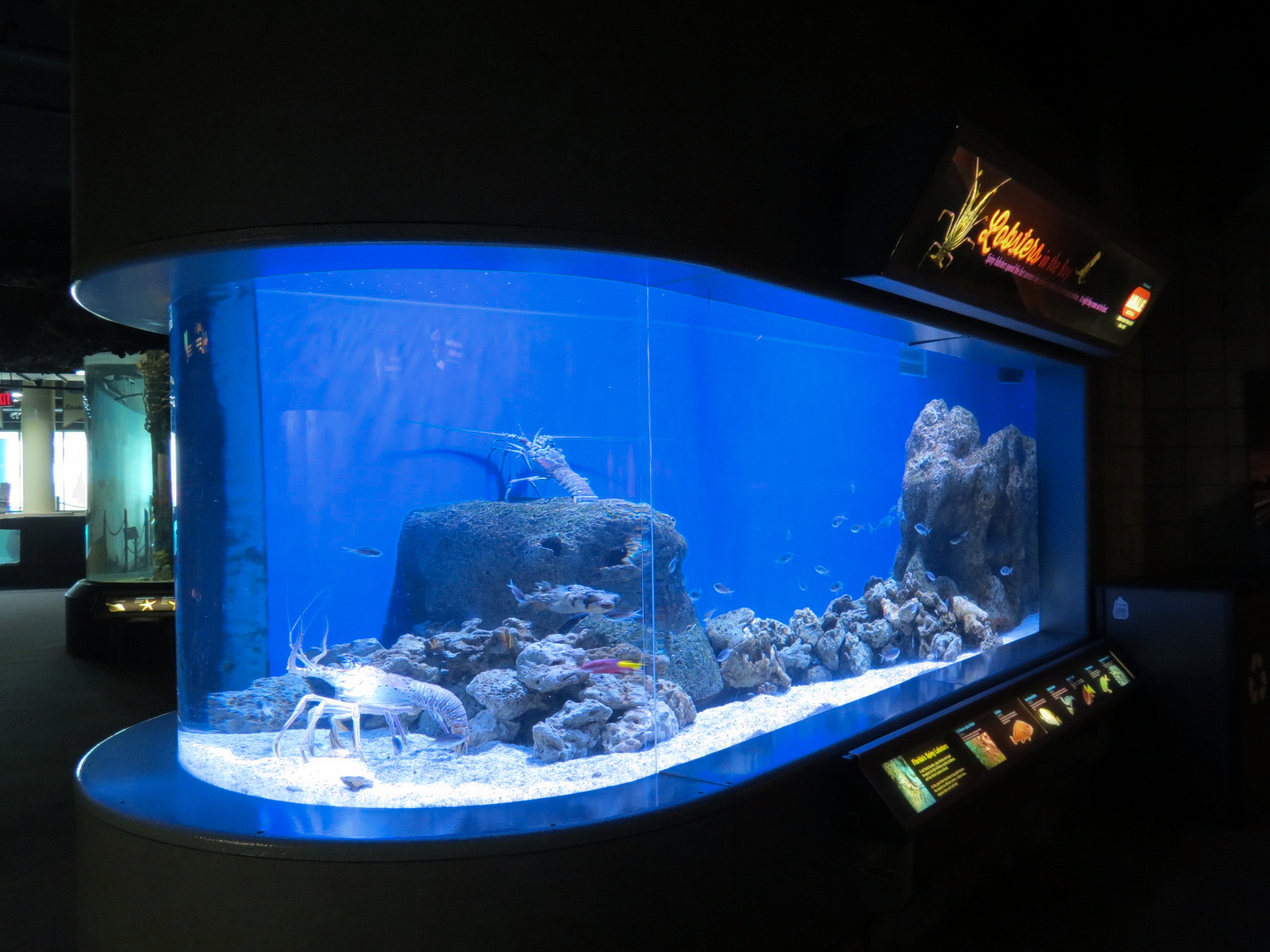 Bays & Beaches - Lobsters Exhibit