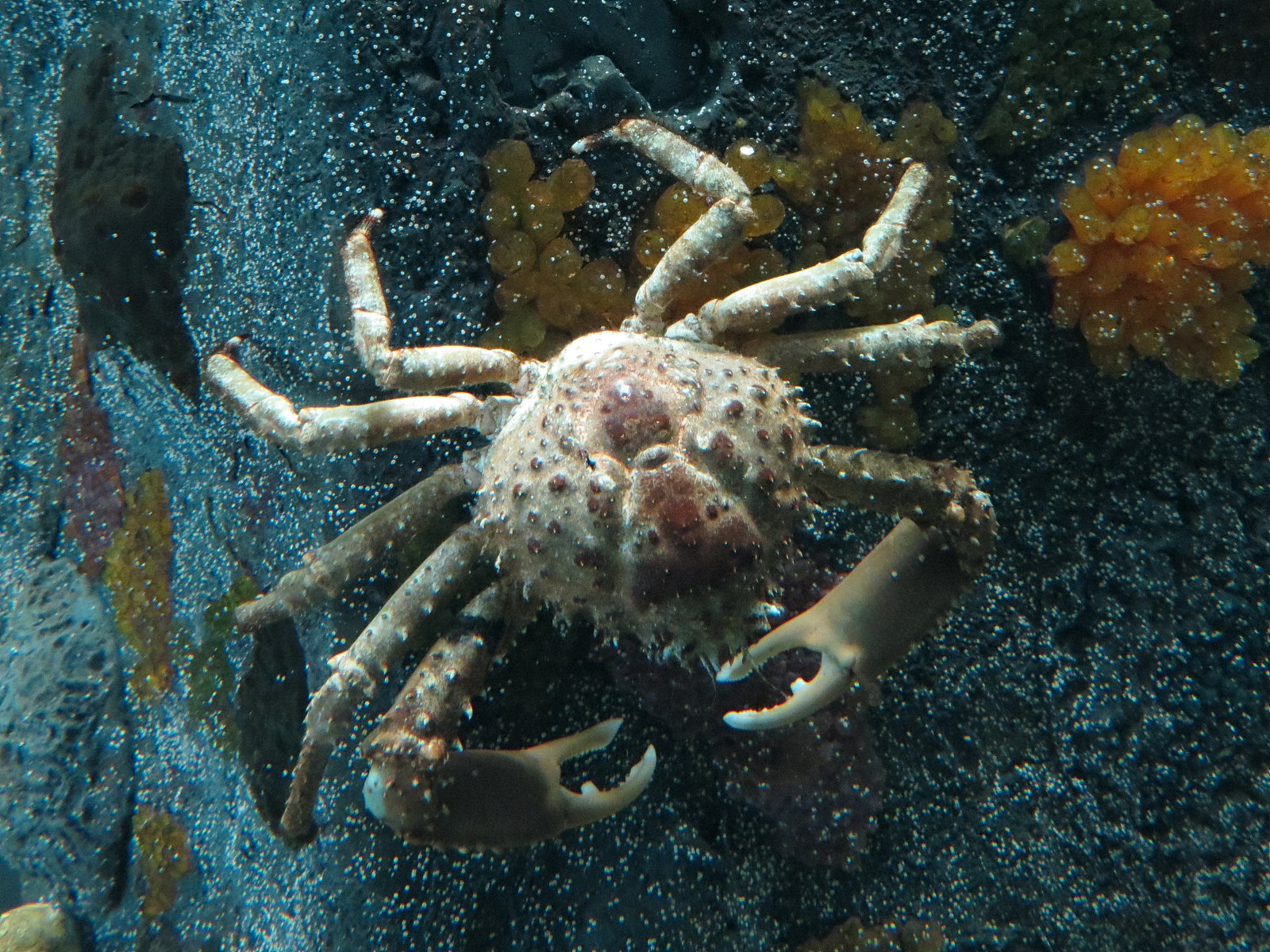 Bays & Beaches - Round Column Exhibit - Channel Clinging Crab