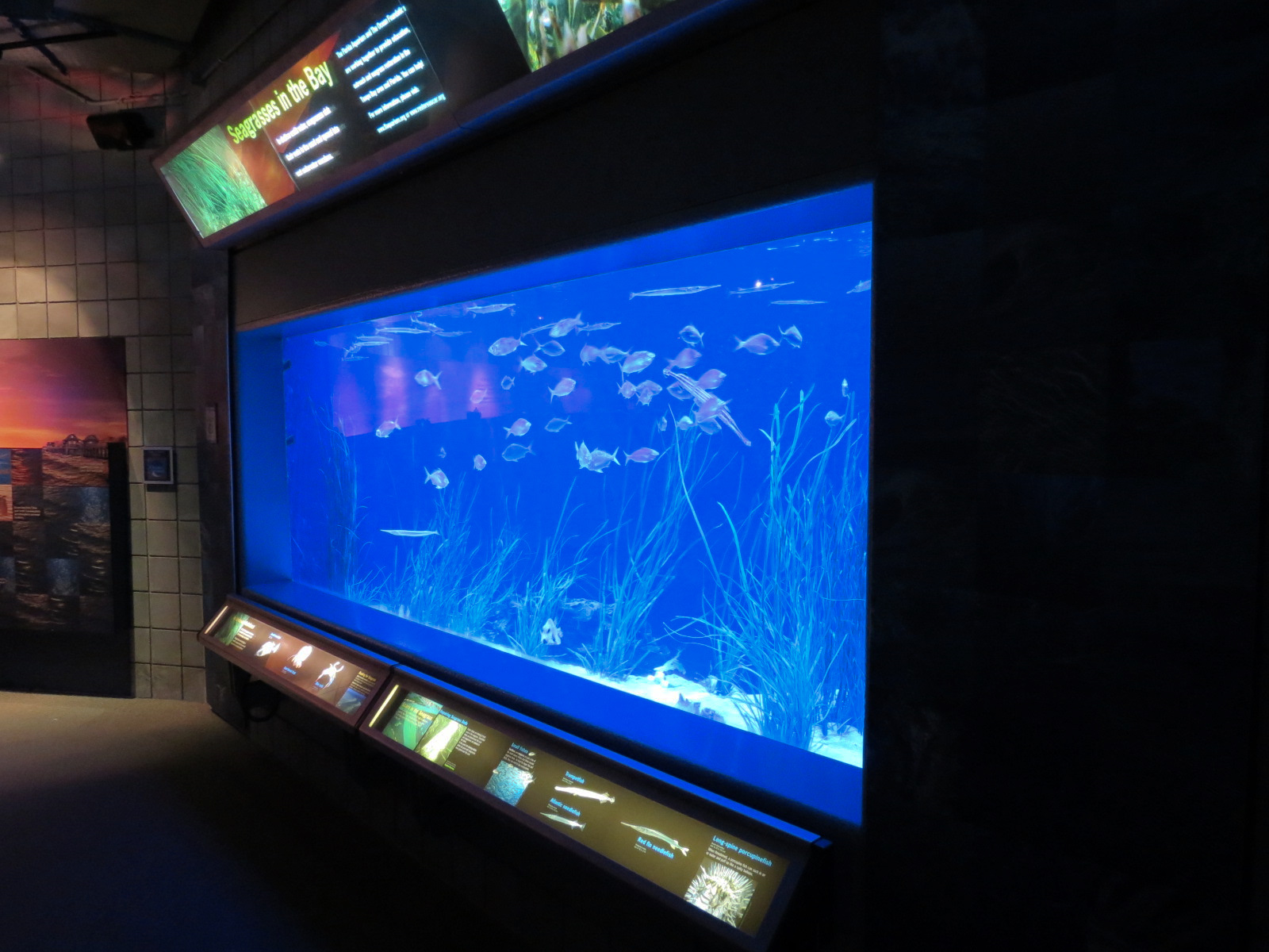 Bays & Beaches - Seagrasses In The Bay Exhibit