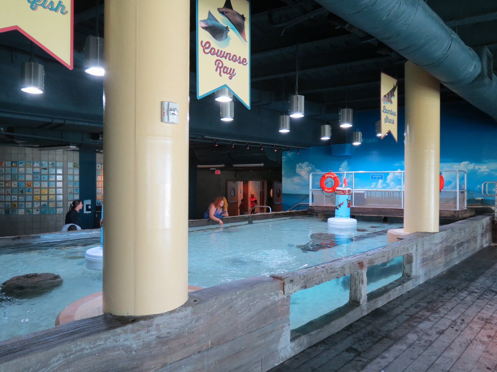 Bays & Beaches - Stingray Bay Touchtank